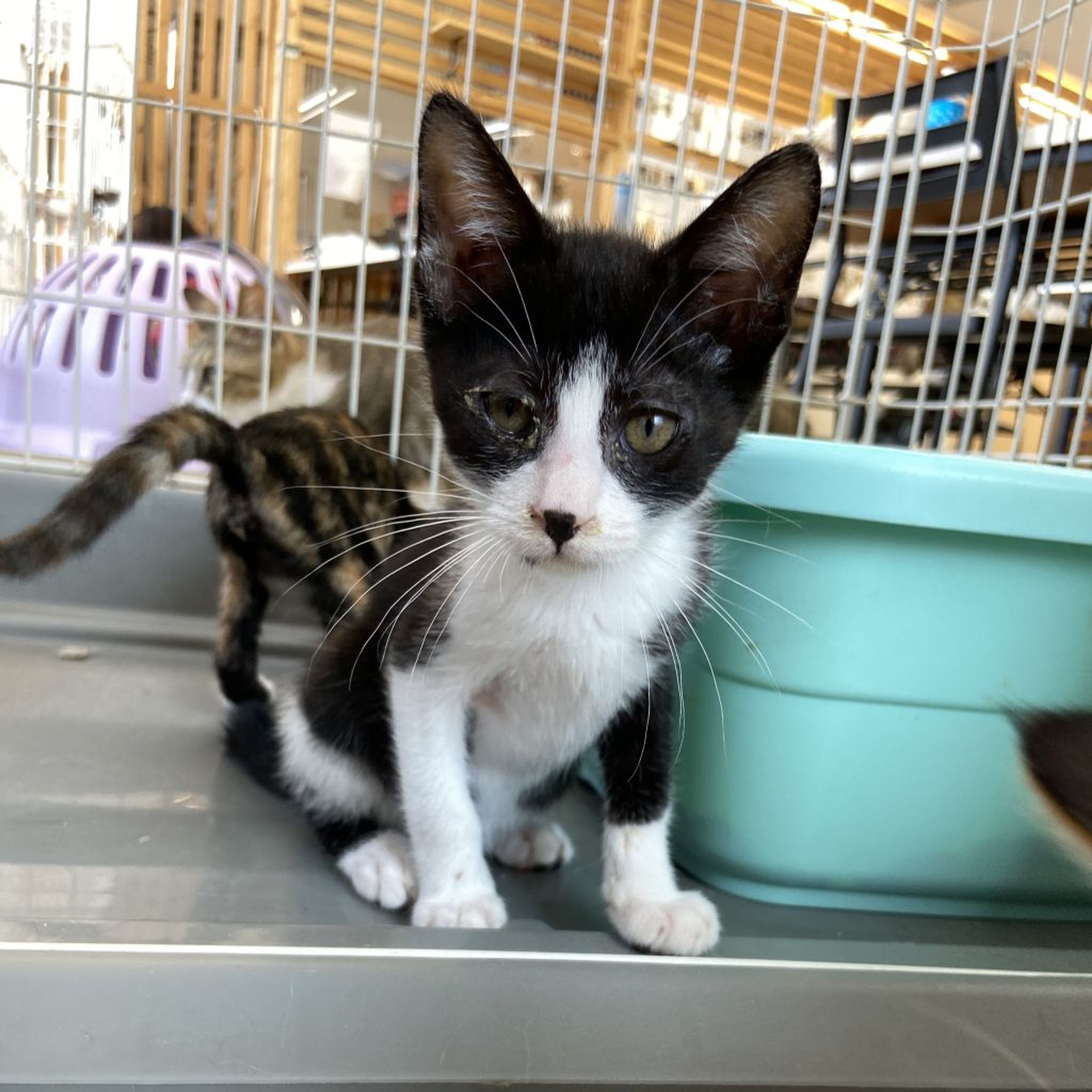 pet-image-3