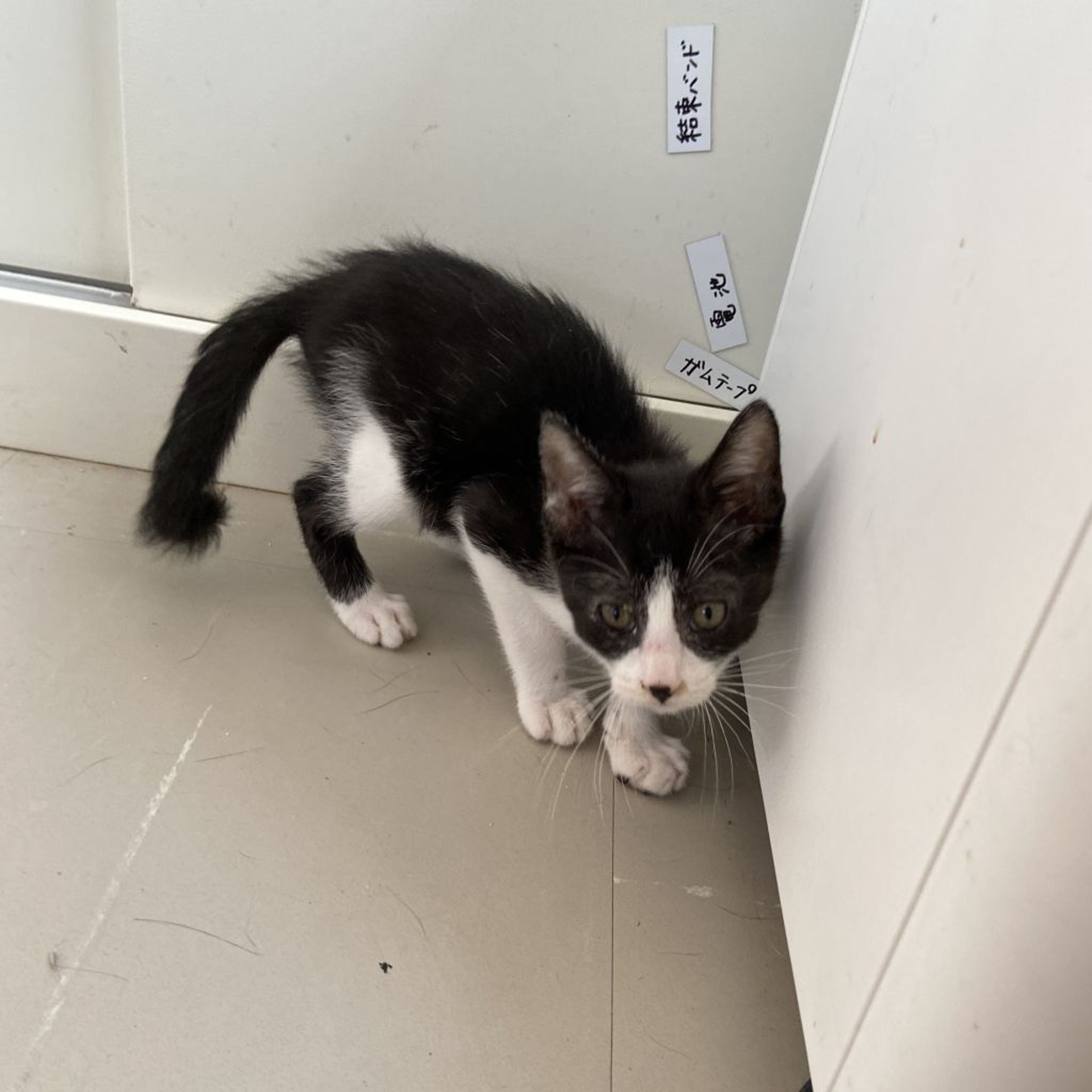 pet-image-4