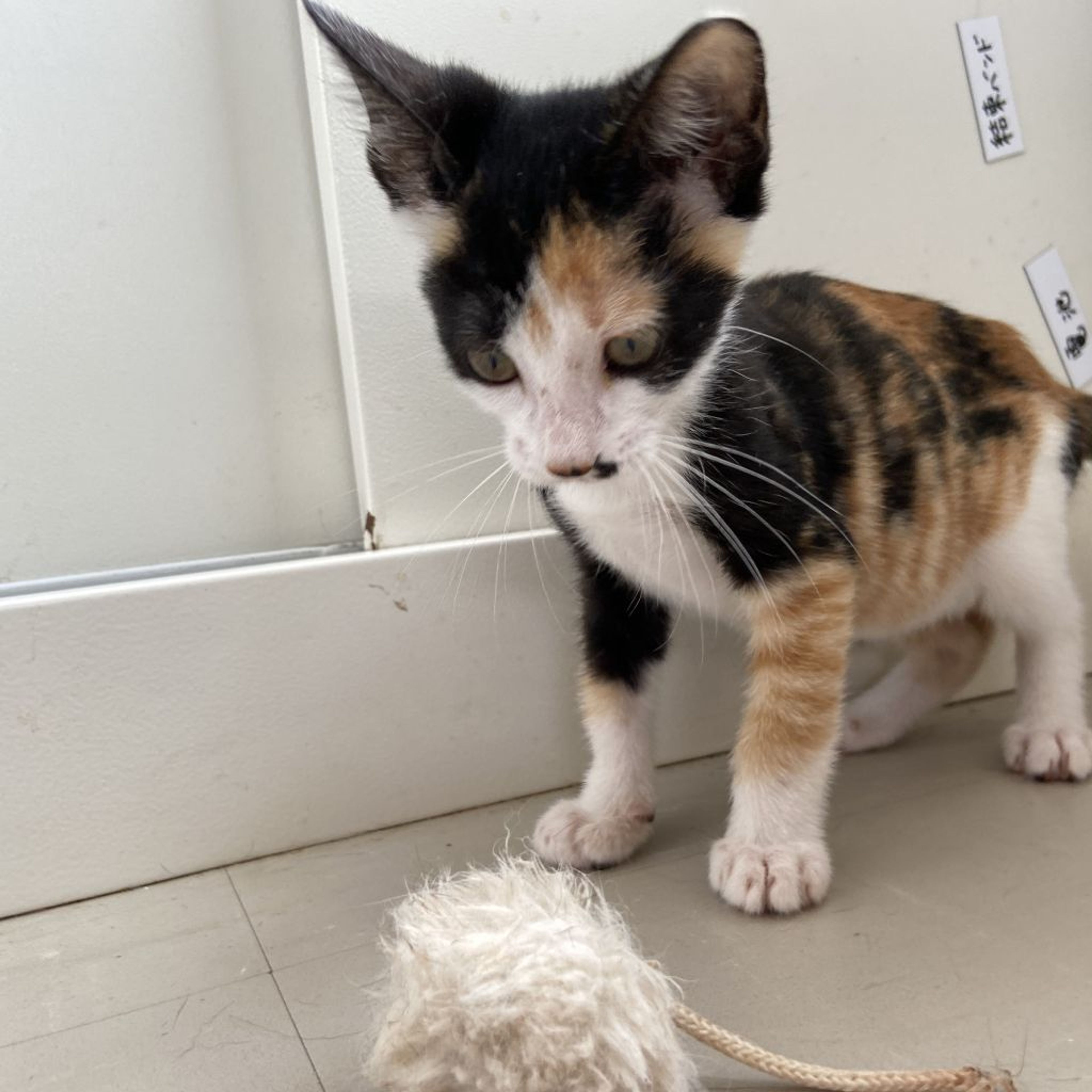 pet-image-4