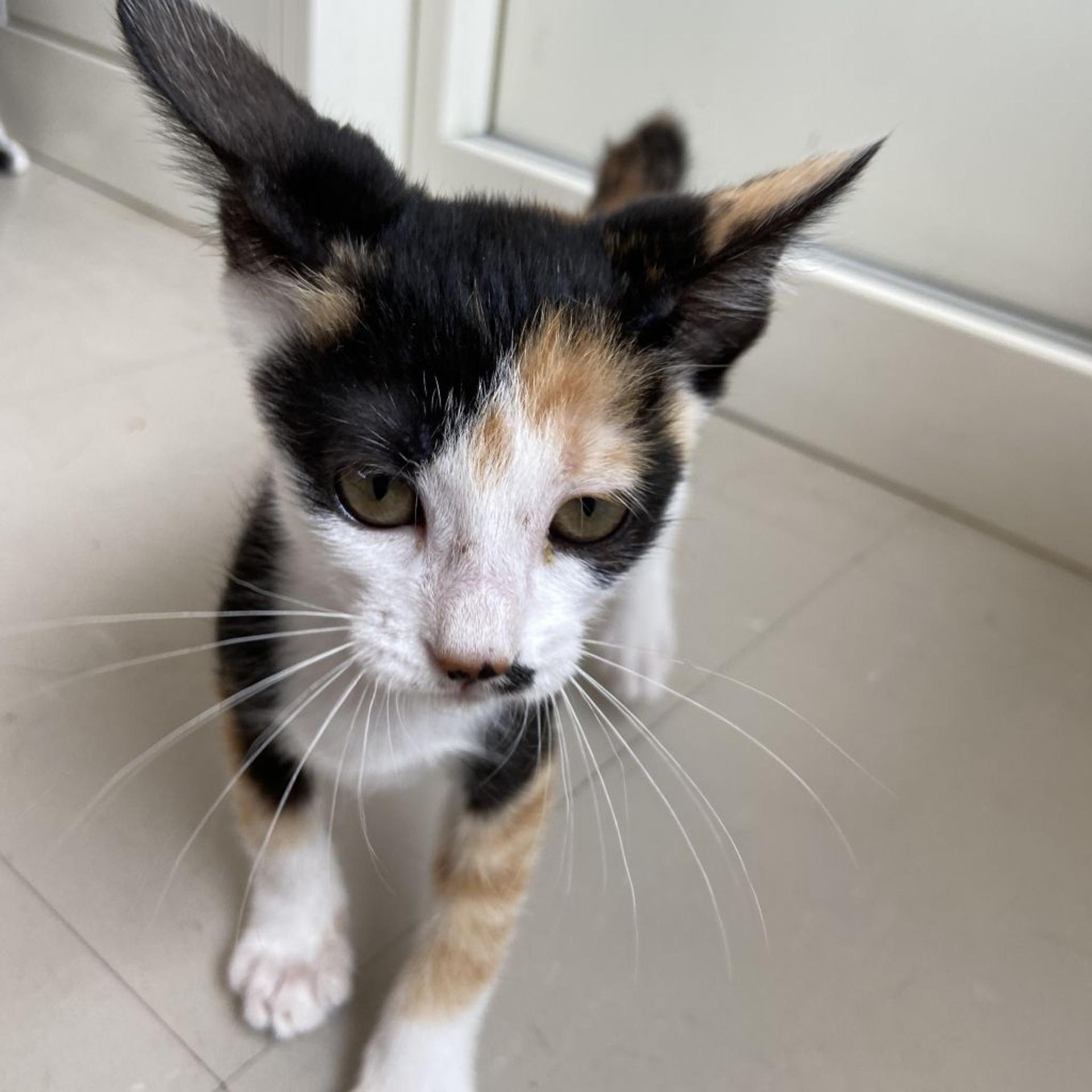 pet-image-5