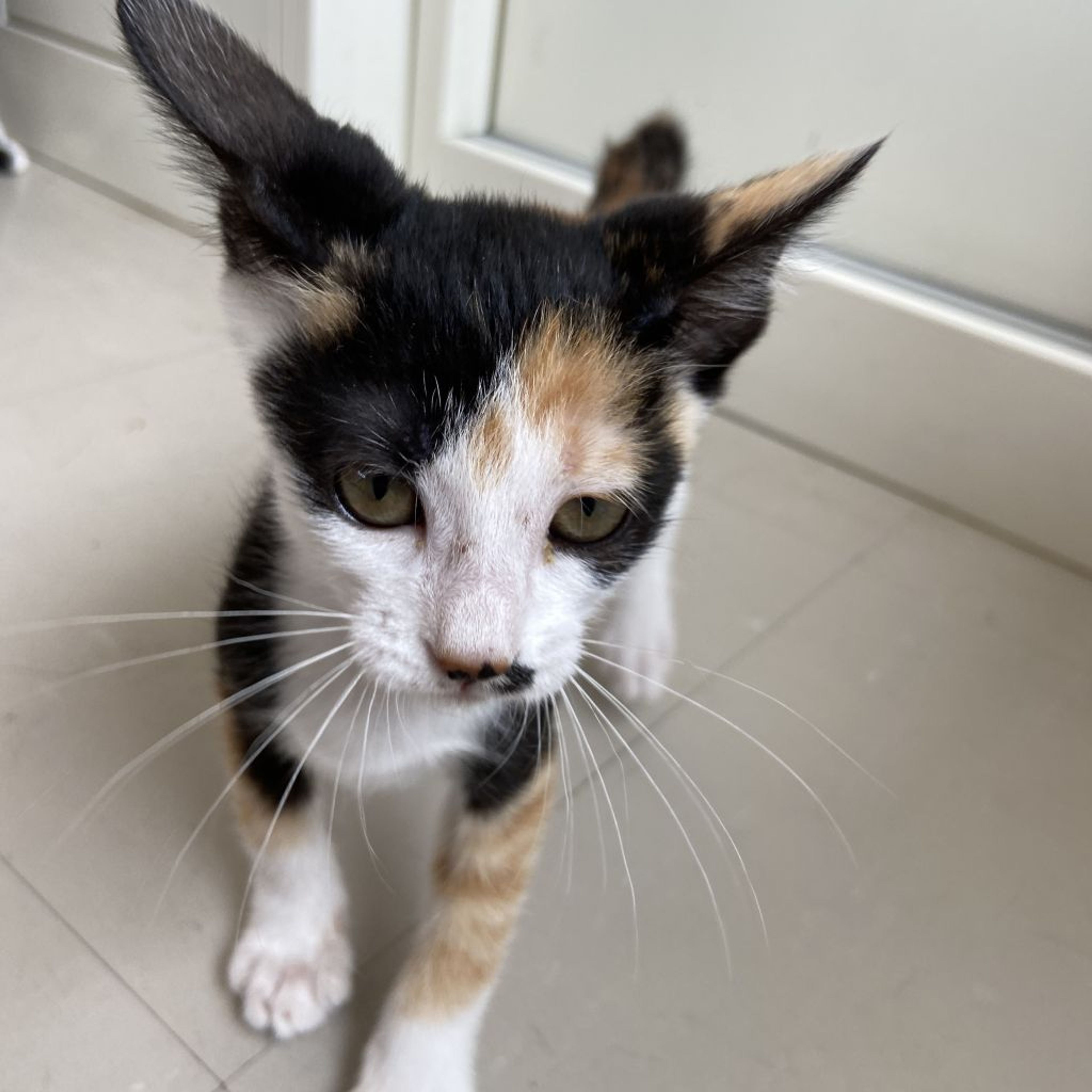pet-image-5