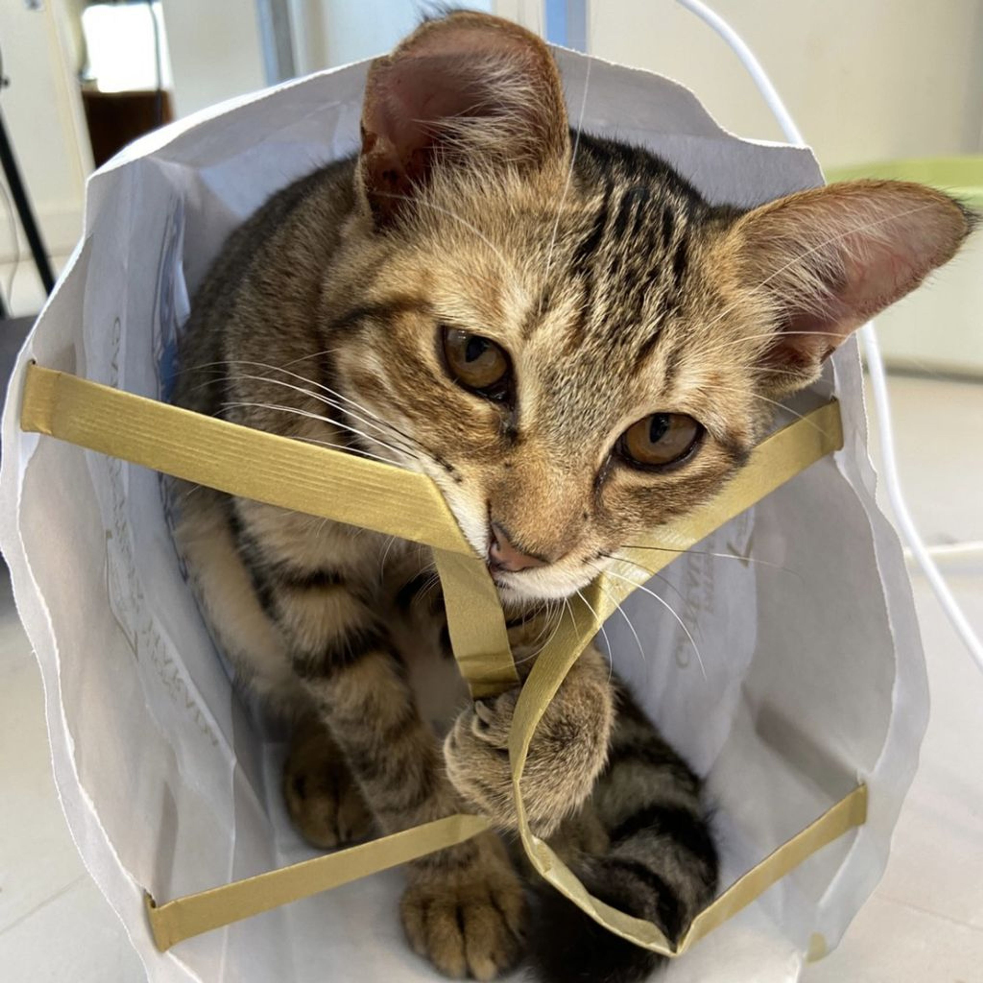 好奇心旺盛だけどちょっぴりビビりなひなたくんです | 雑種（ミックス