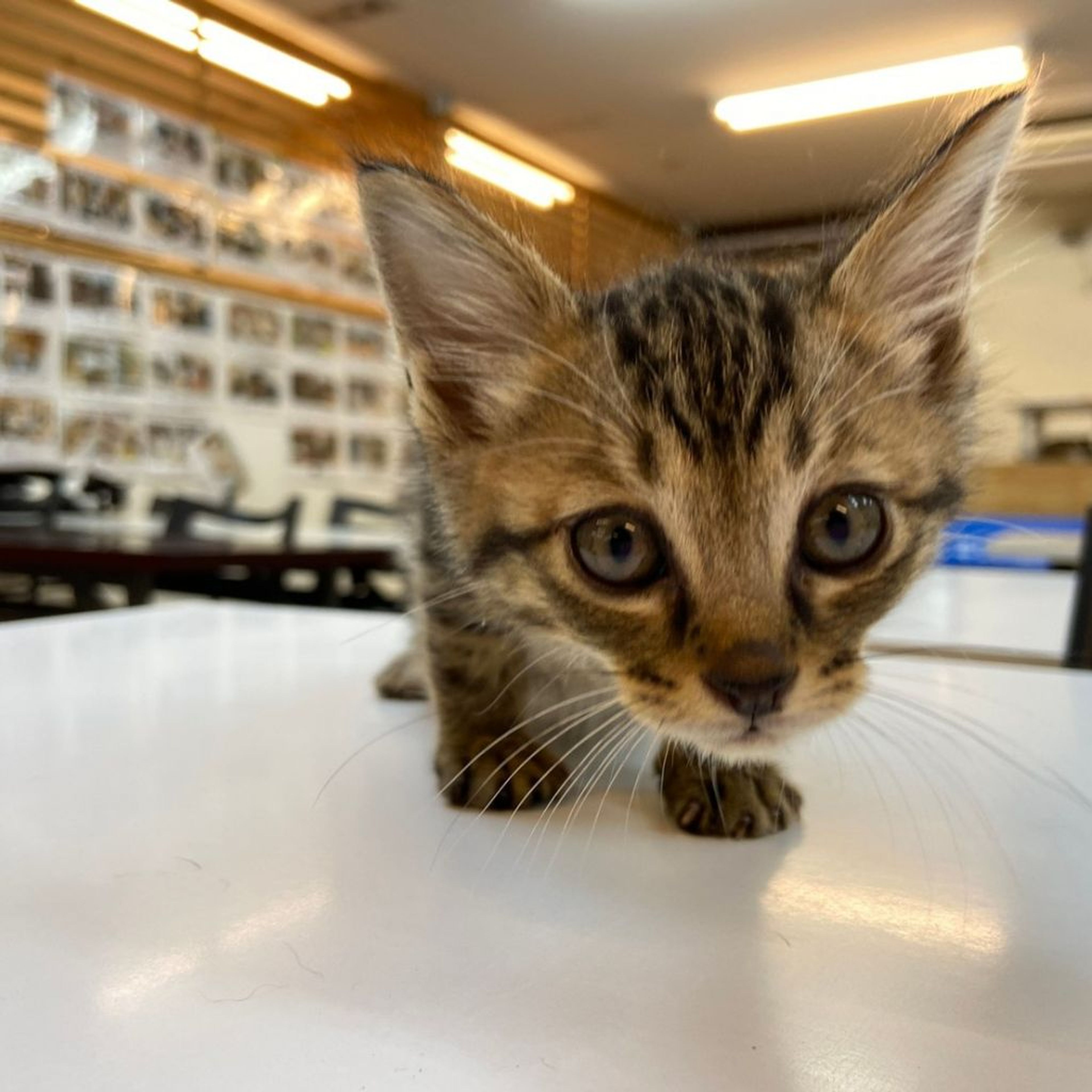 雑種（ミックス猫）・メスの里親募集の写真