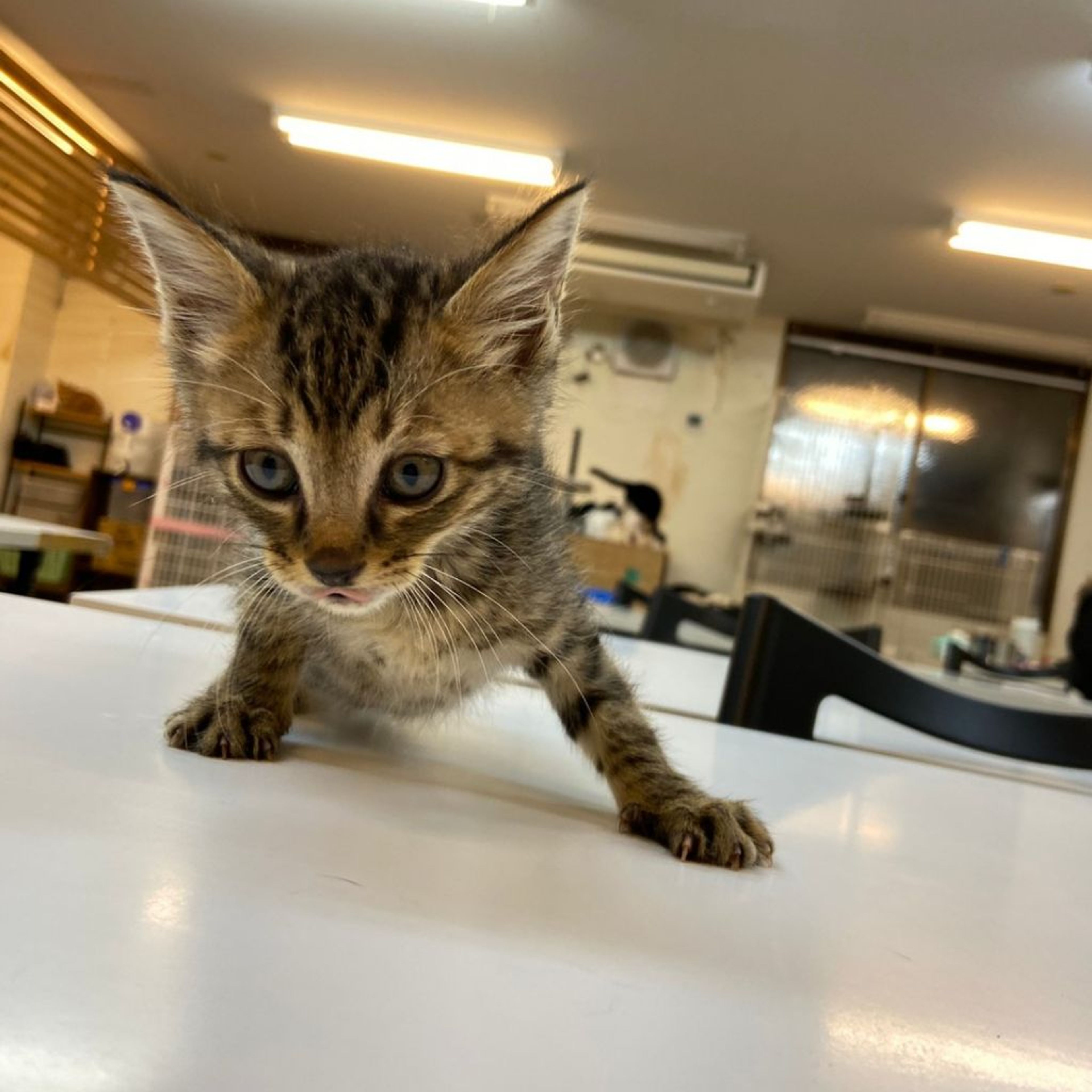 pet-image-2