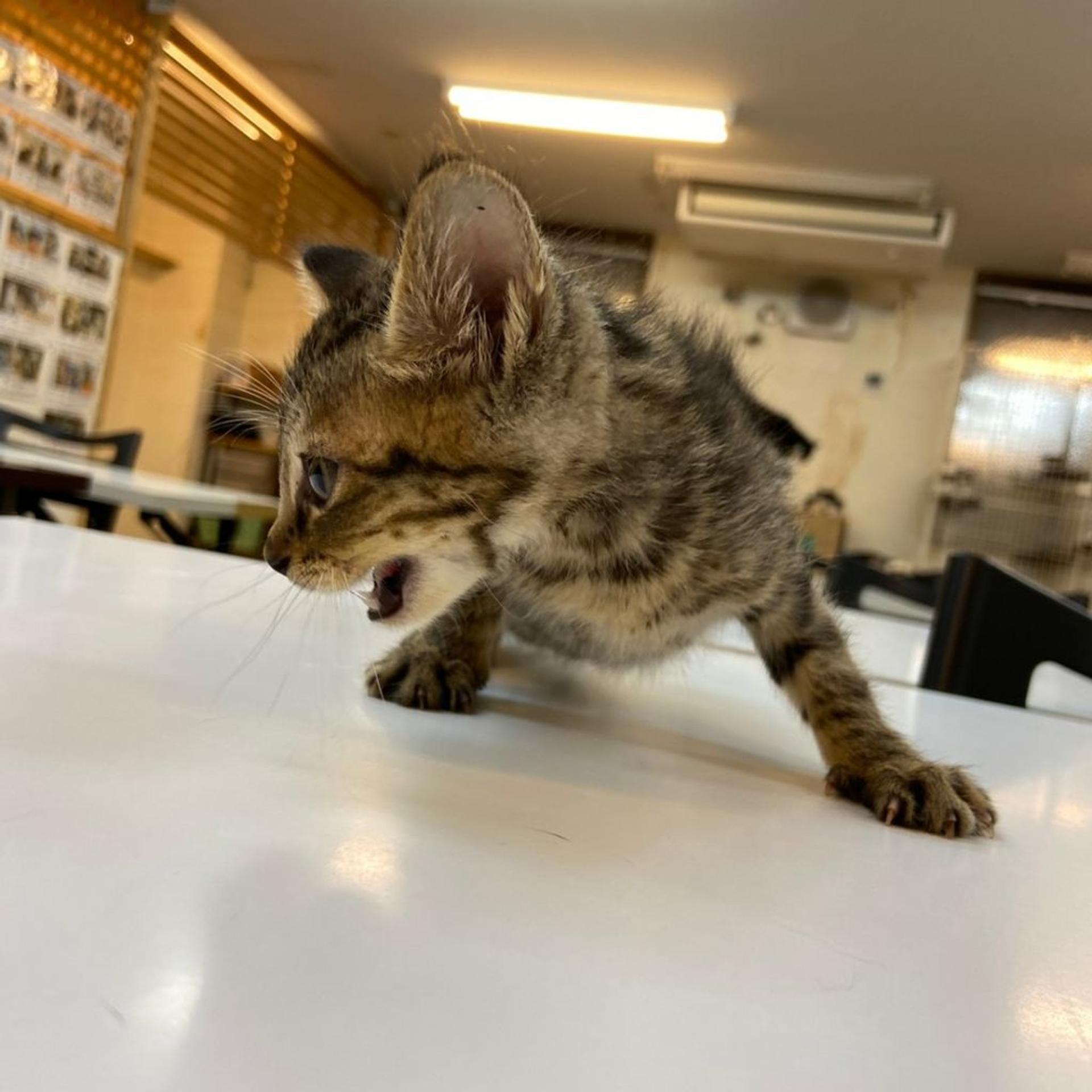 pet-image-3