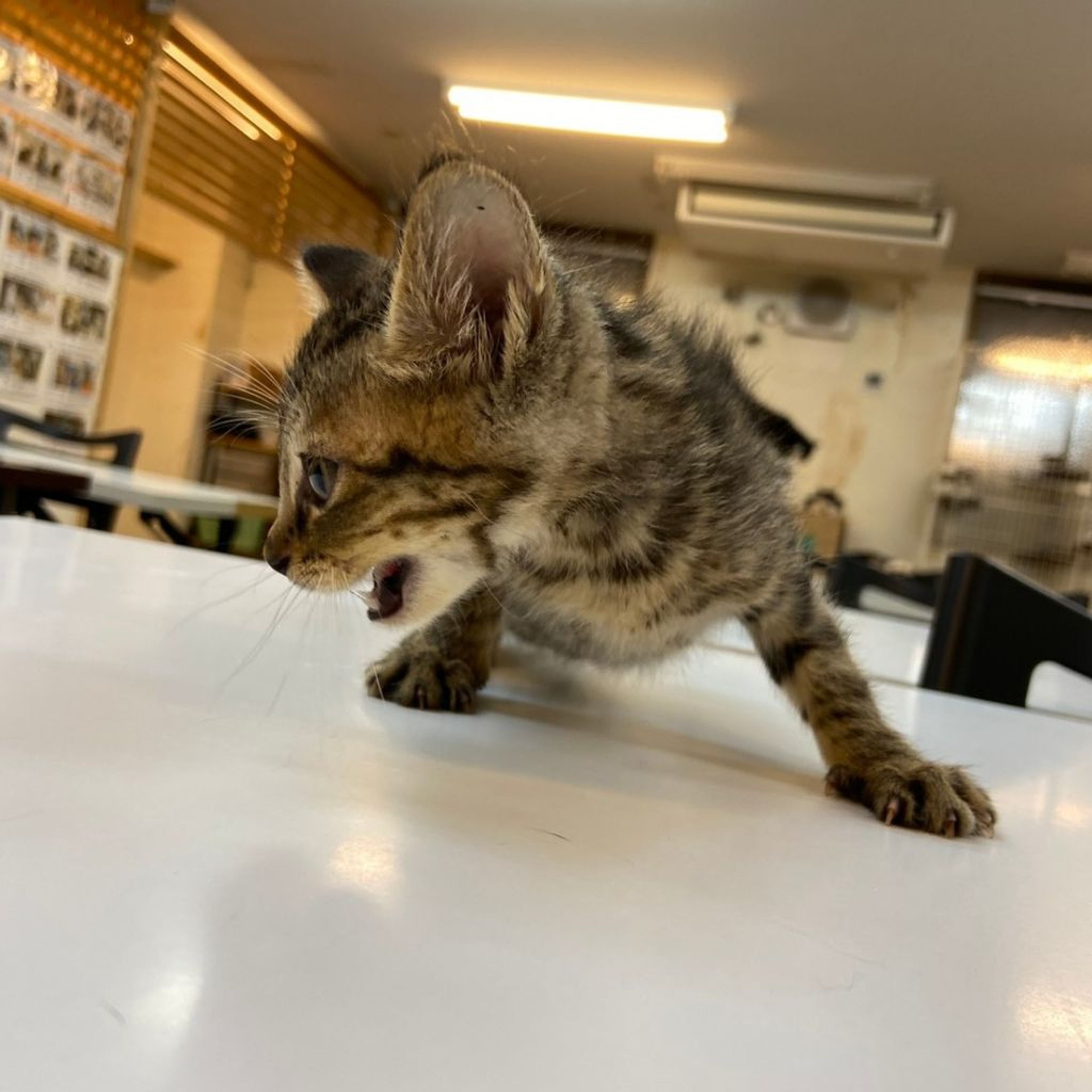pet-image-3