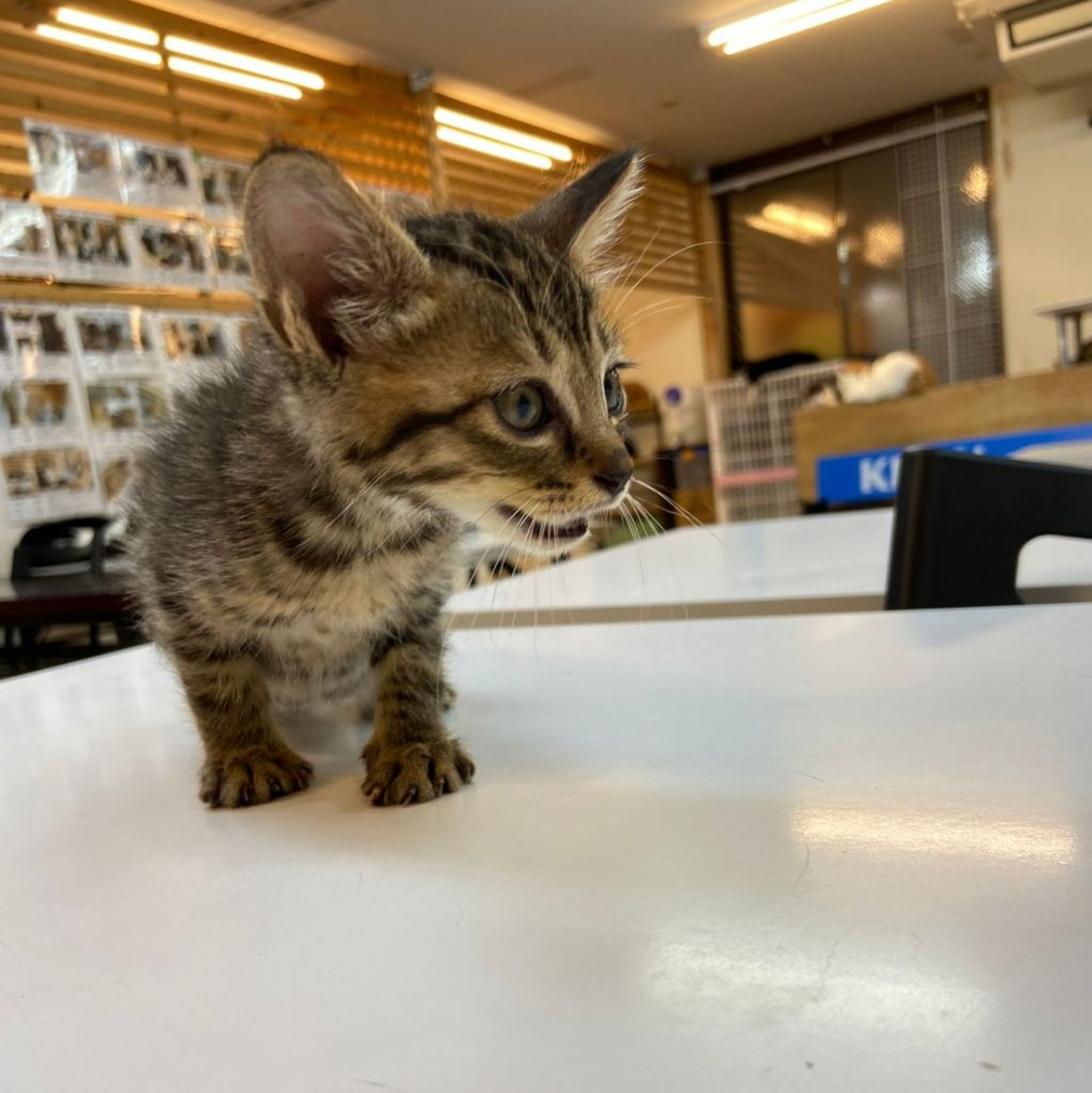 pet-image-4