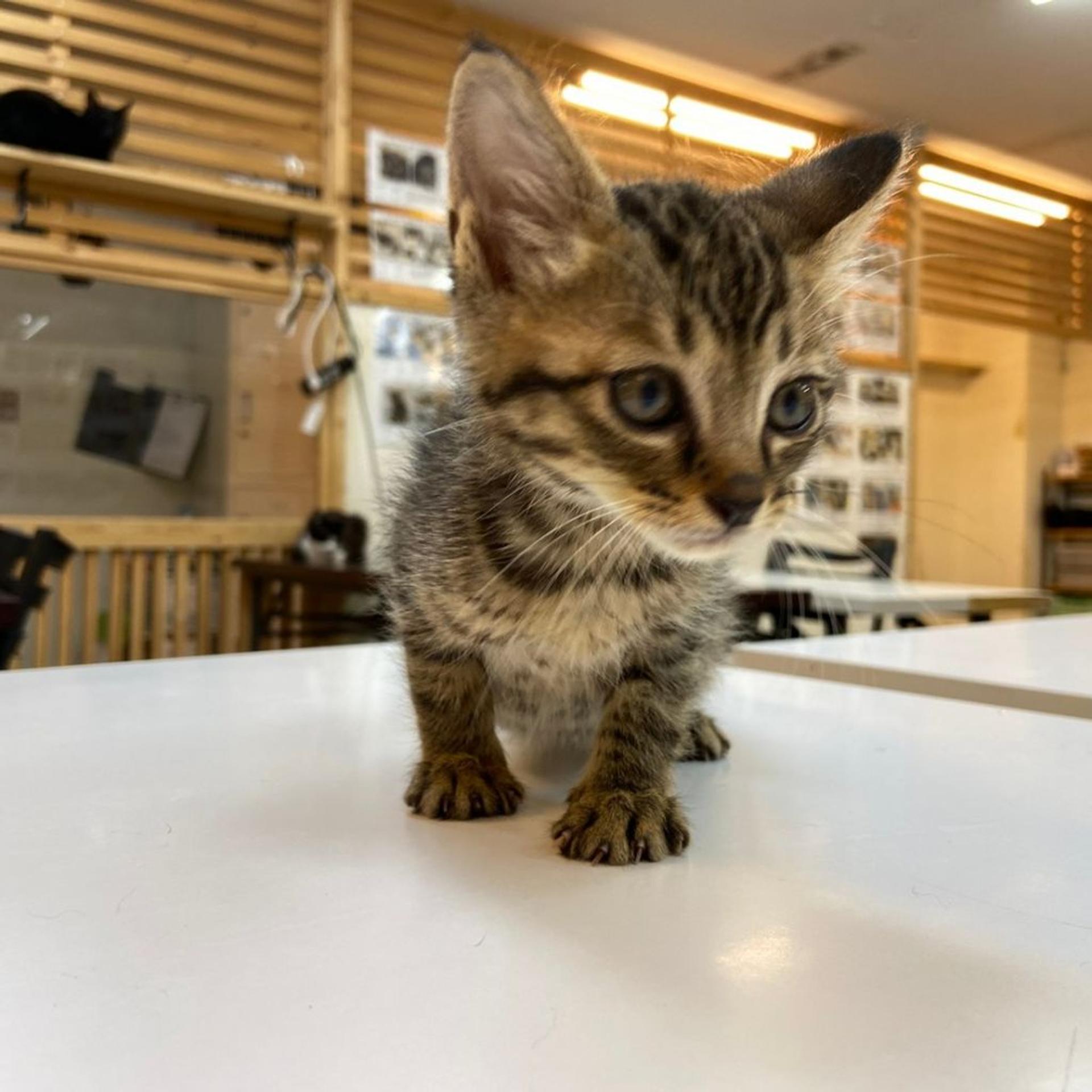 pet-image-5