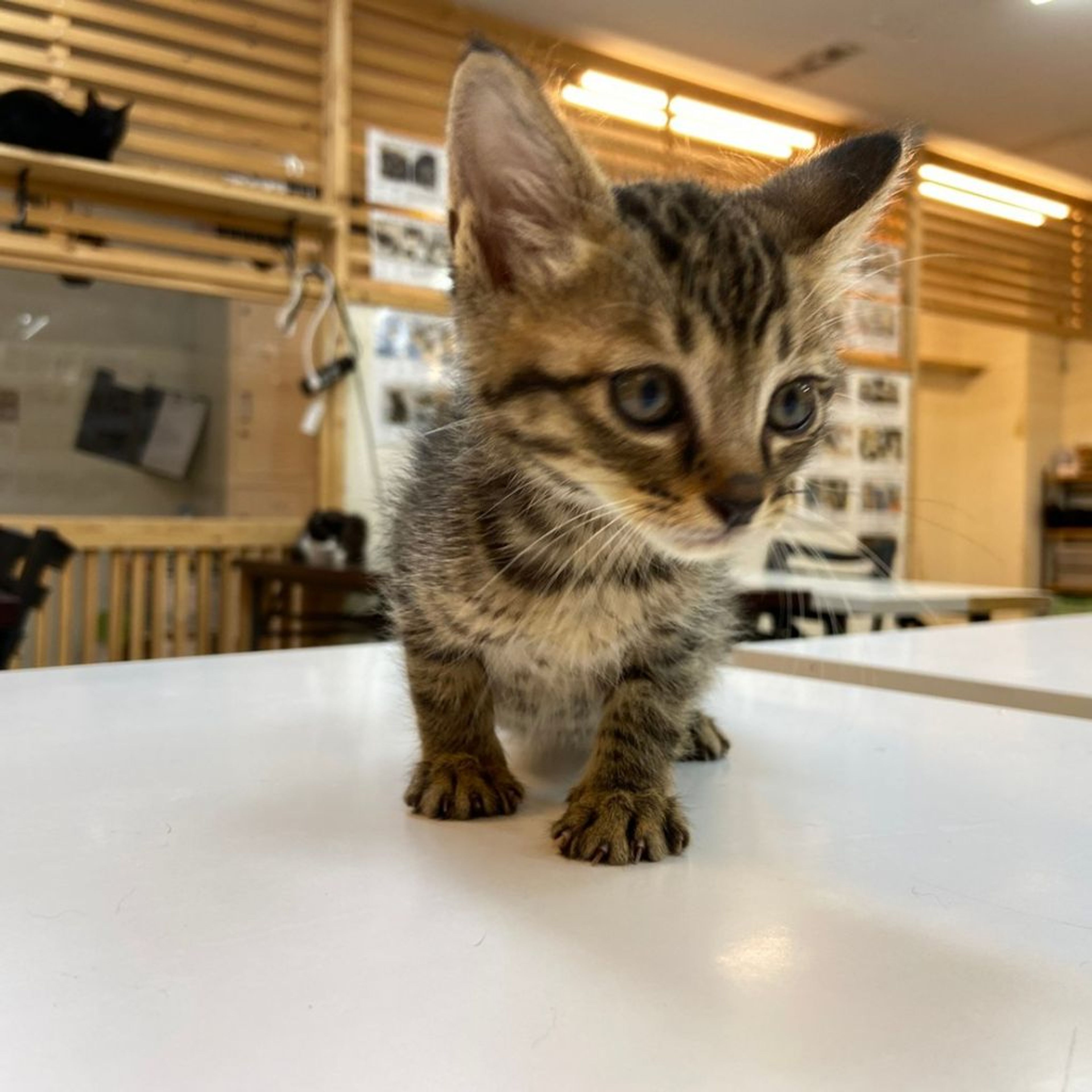 pet-image-5