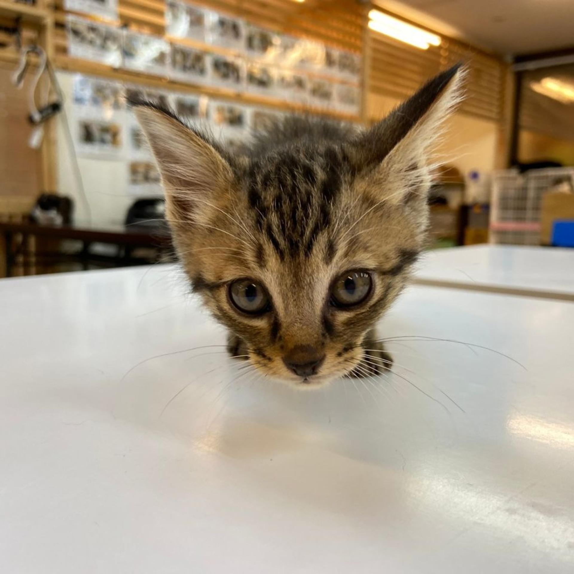 pet-image-6