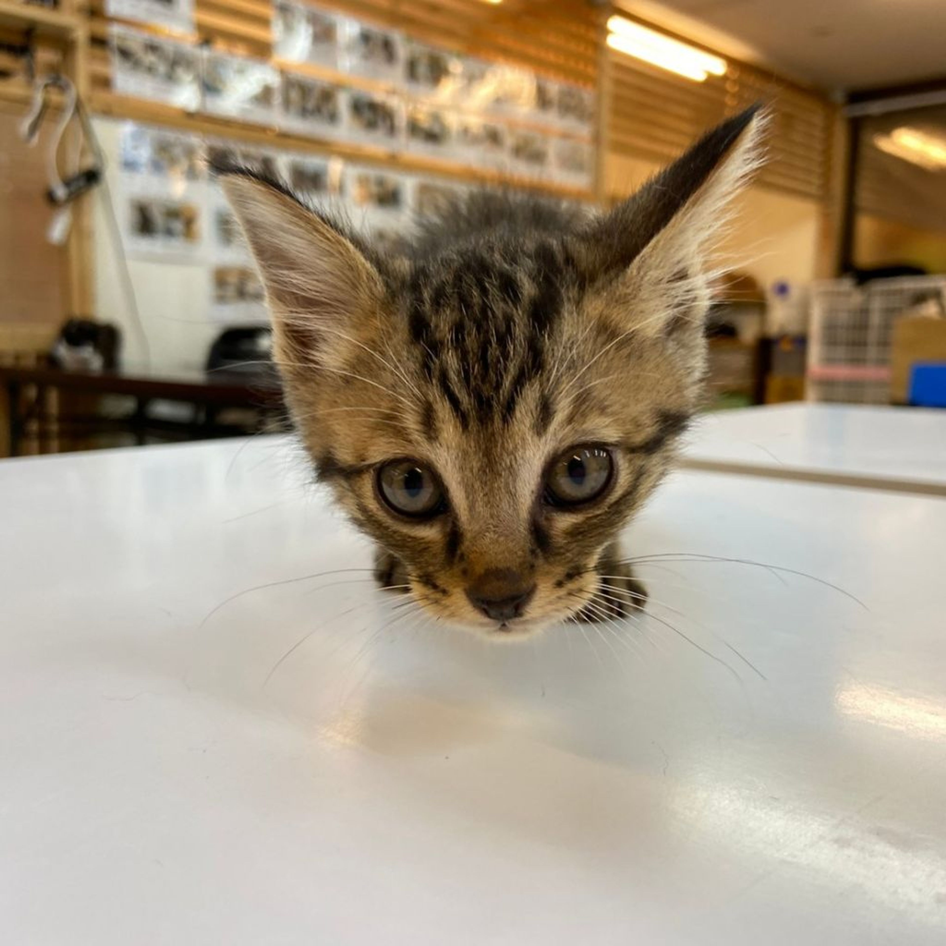 pet-image-6