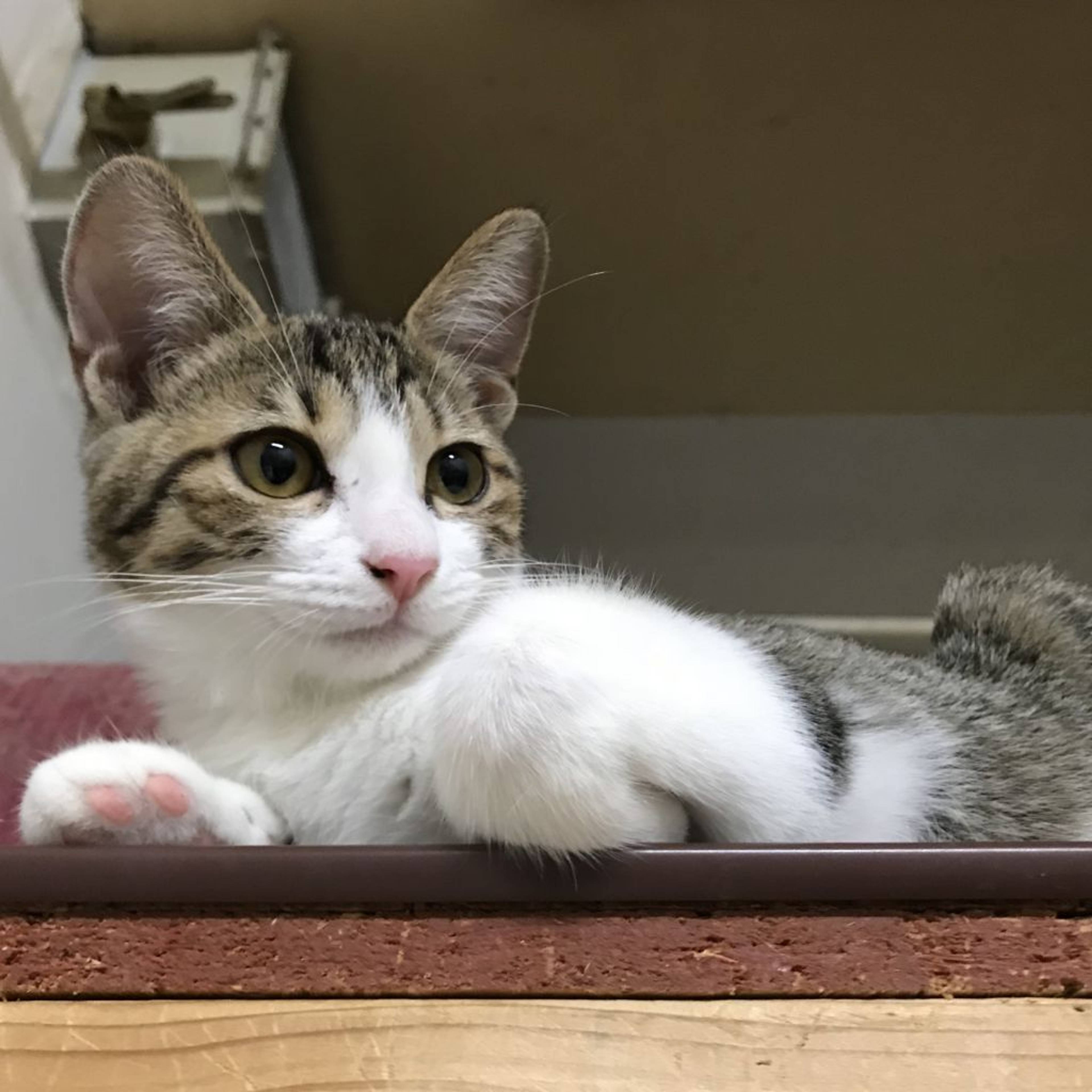 雑種（ミックス猫）・メスの里親募集の写真