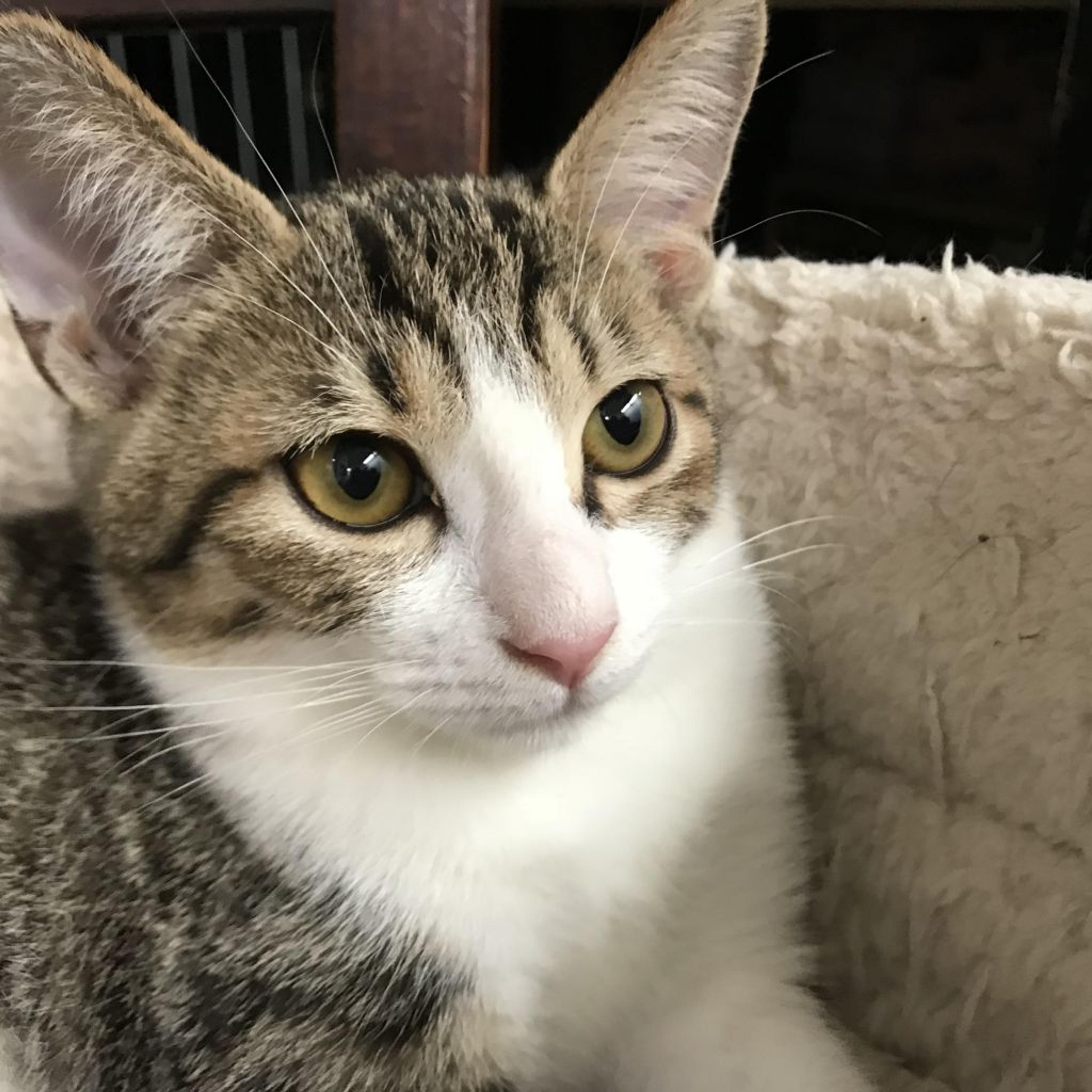 pet-image-2