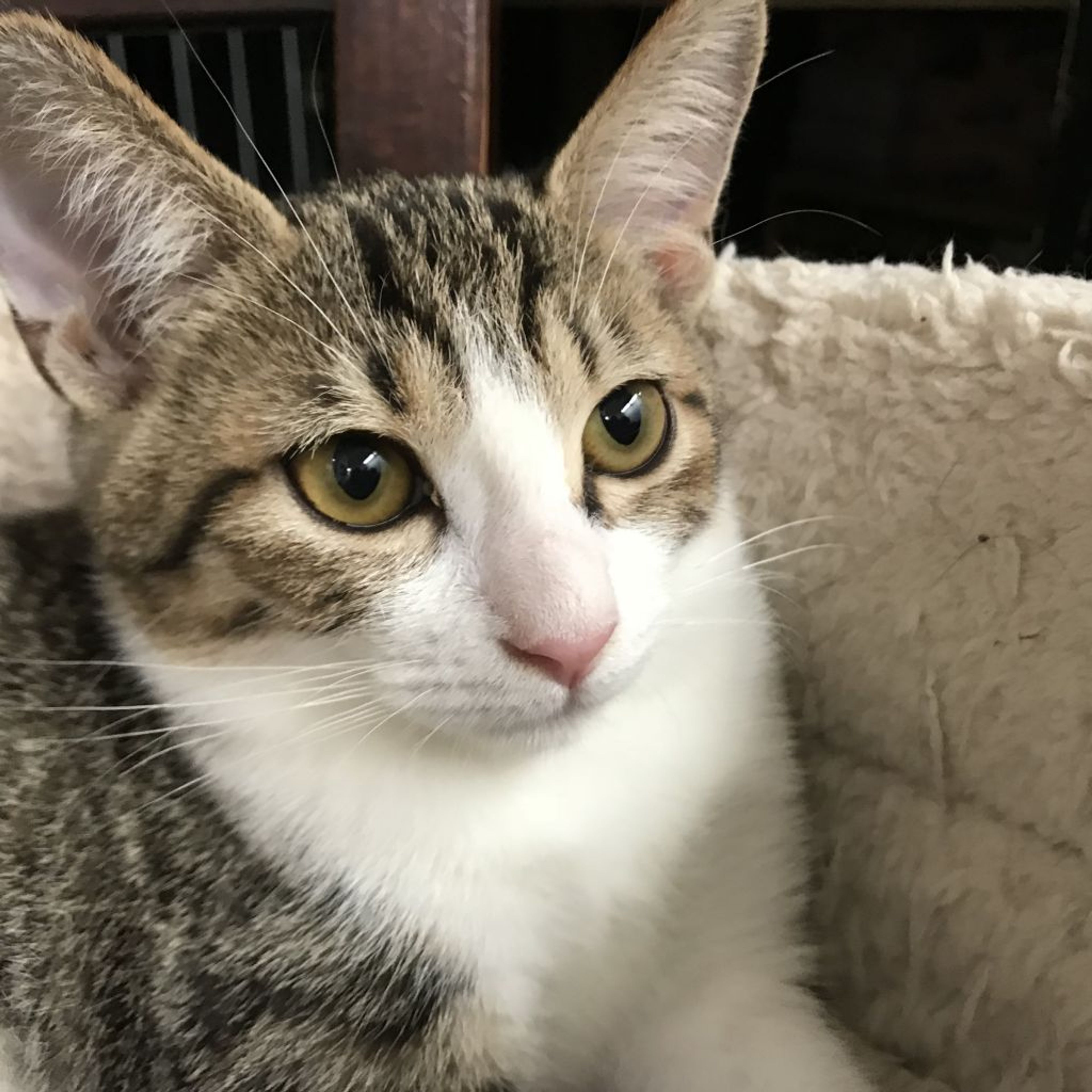 pet-image-2