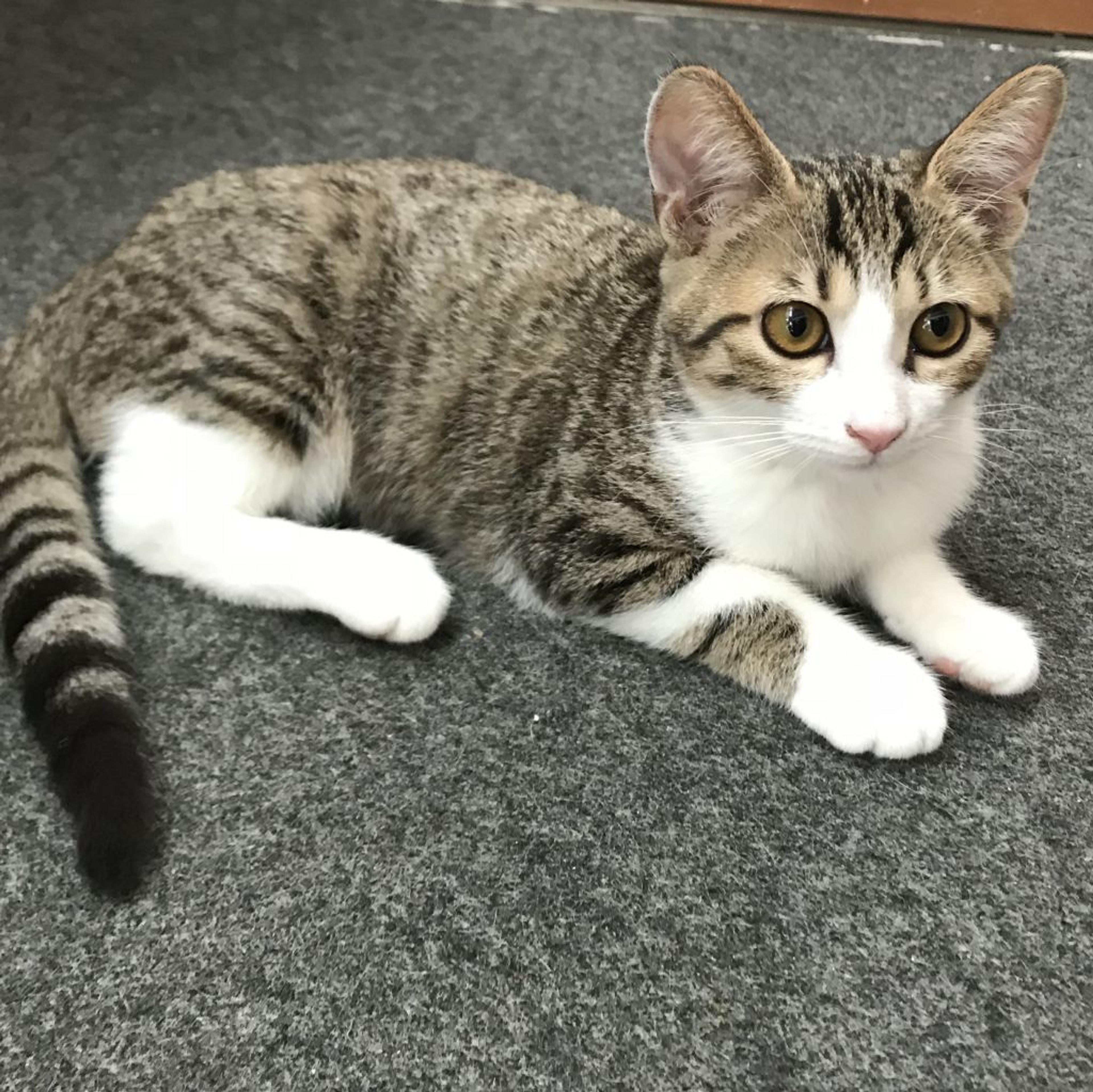 pet-image-3