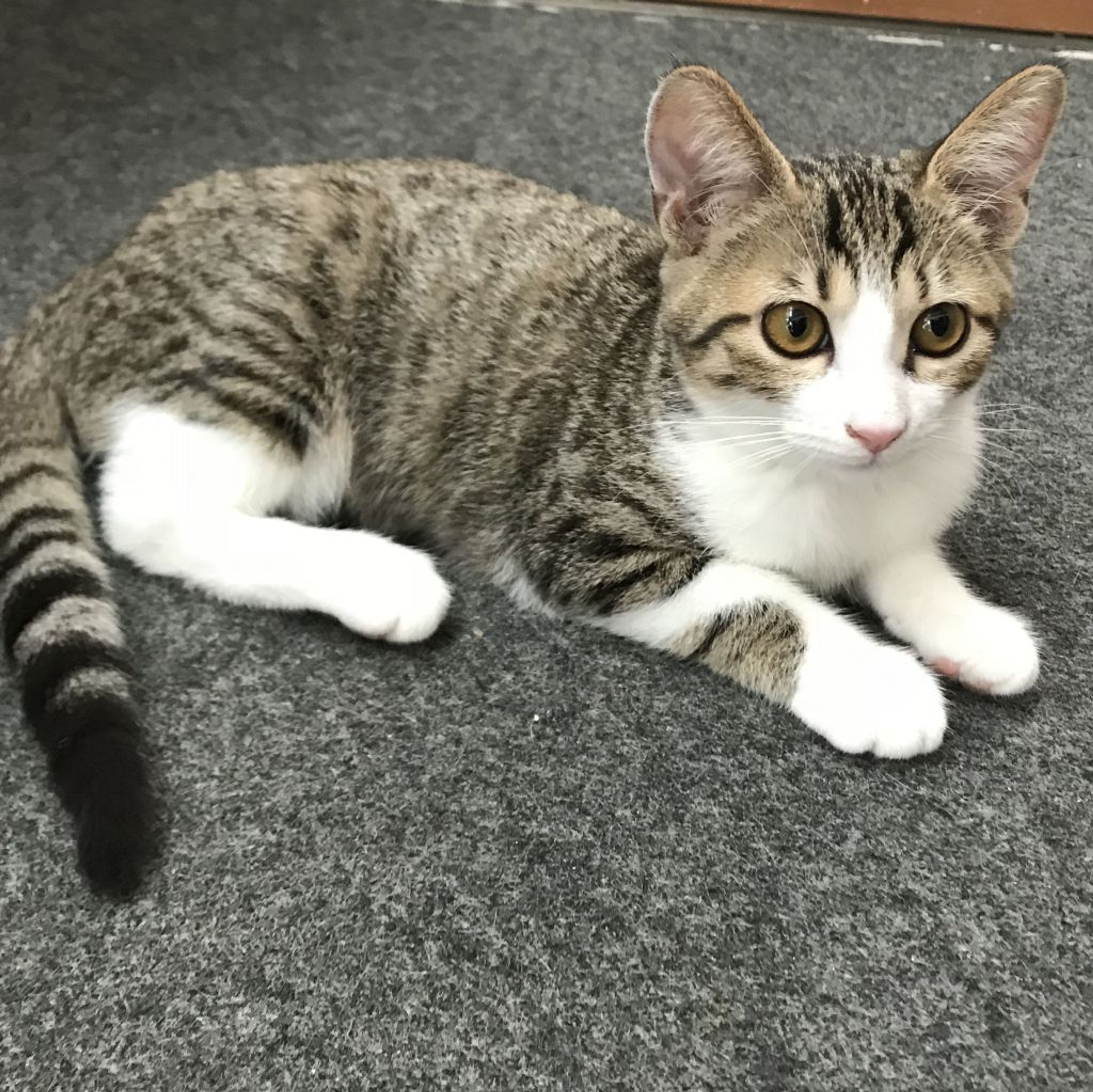 pet-image-3