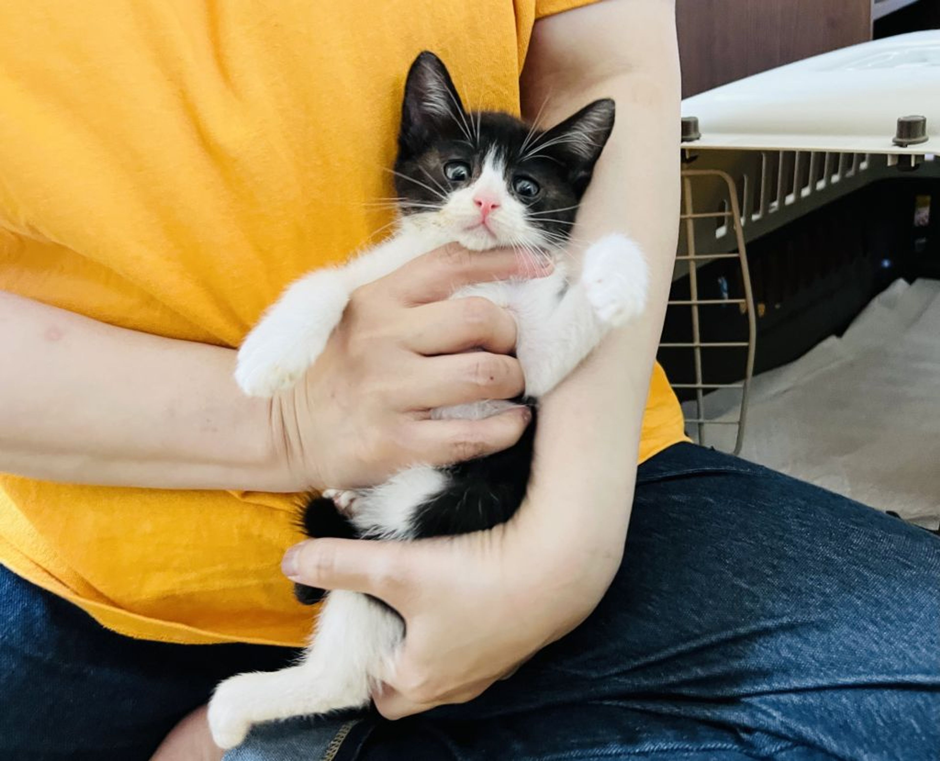 雑種（ミックス猫）・オスの里親募集の写真