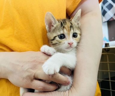 ミケちゃんの写真