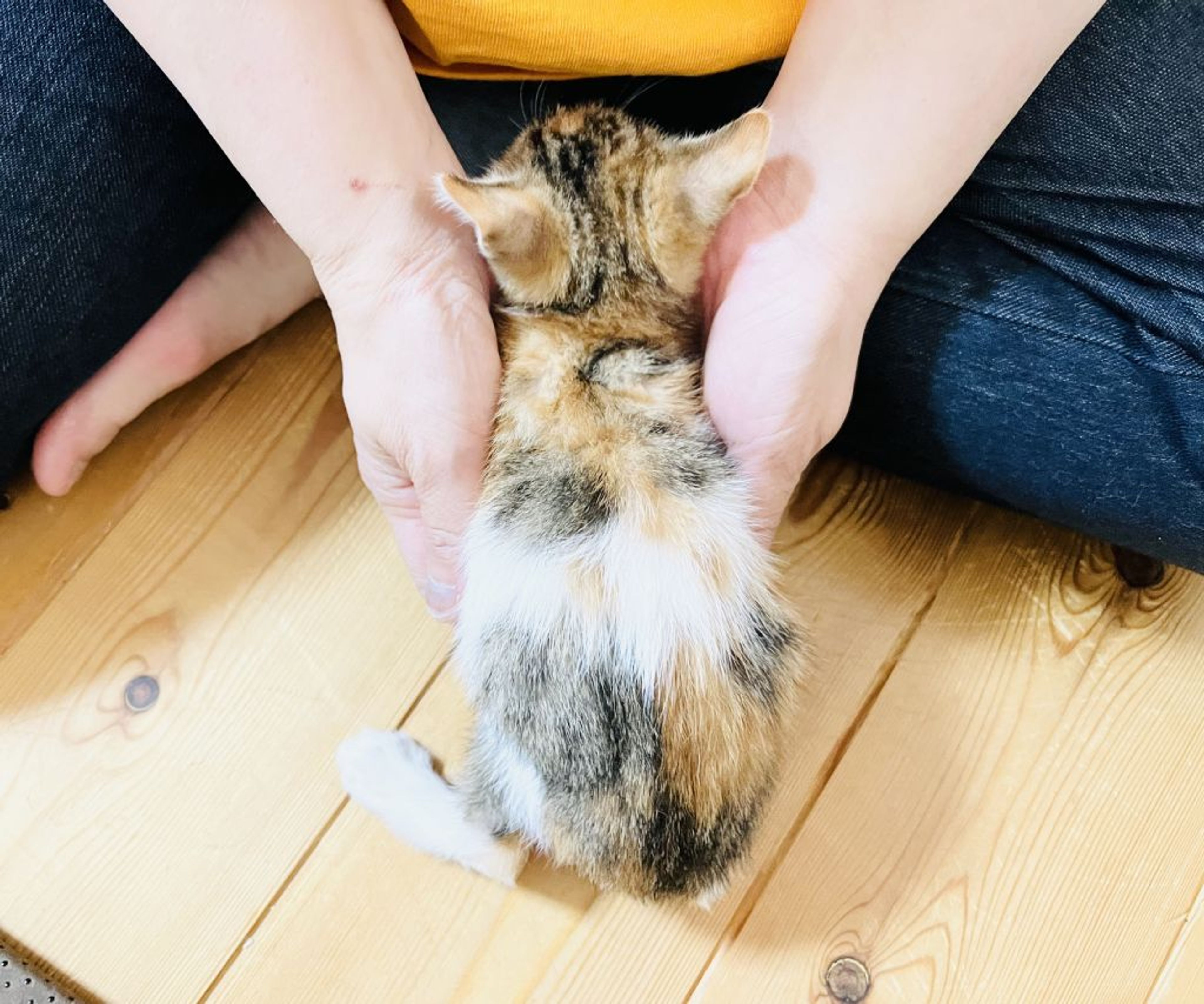 pet-image-2