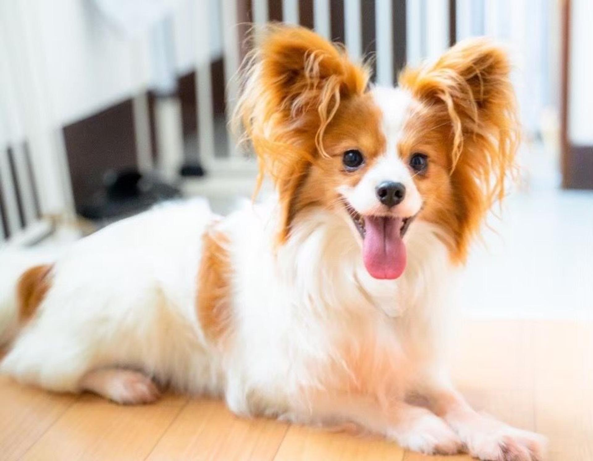 pet-image-4