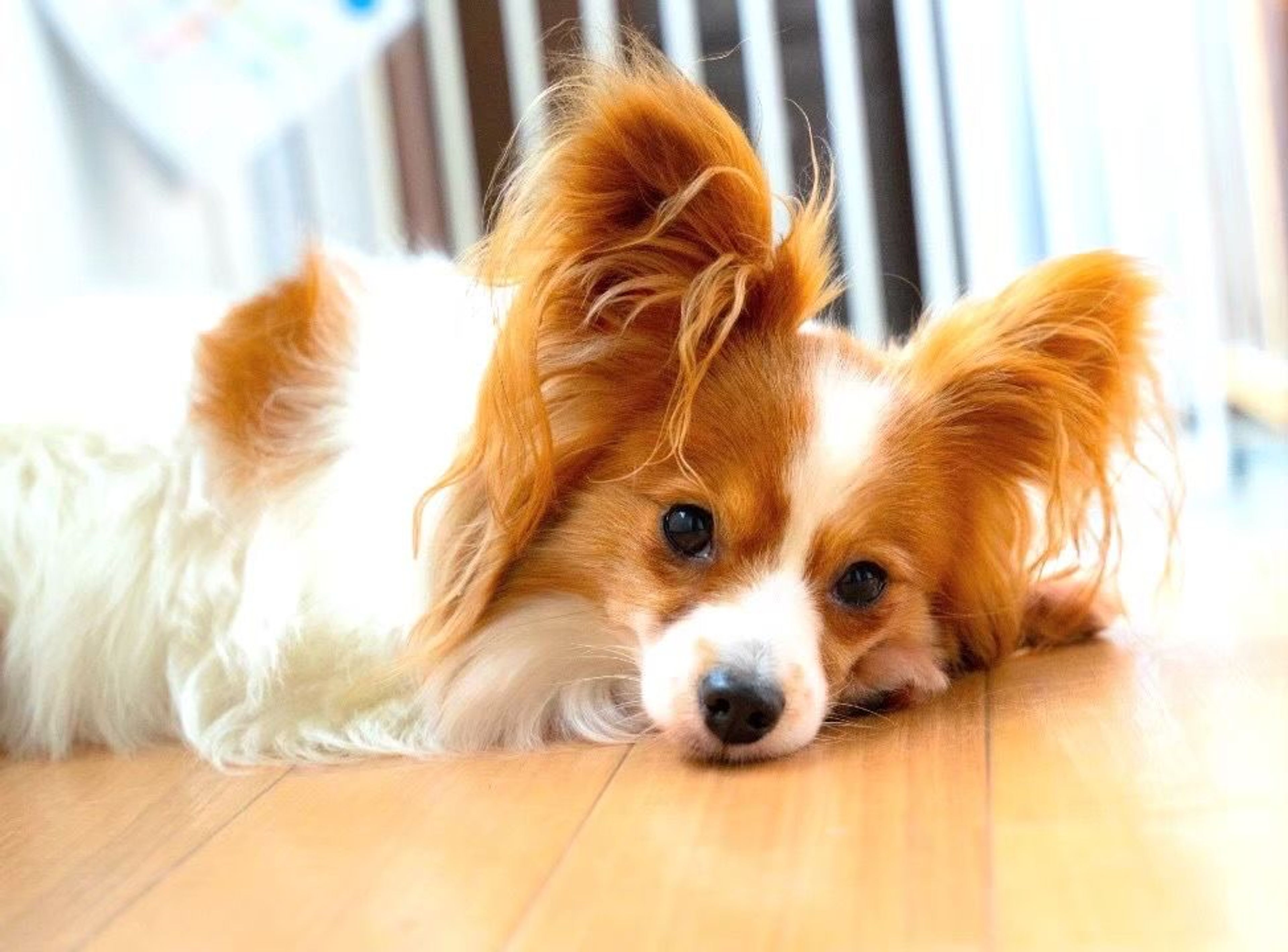 pet-image-5
