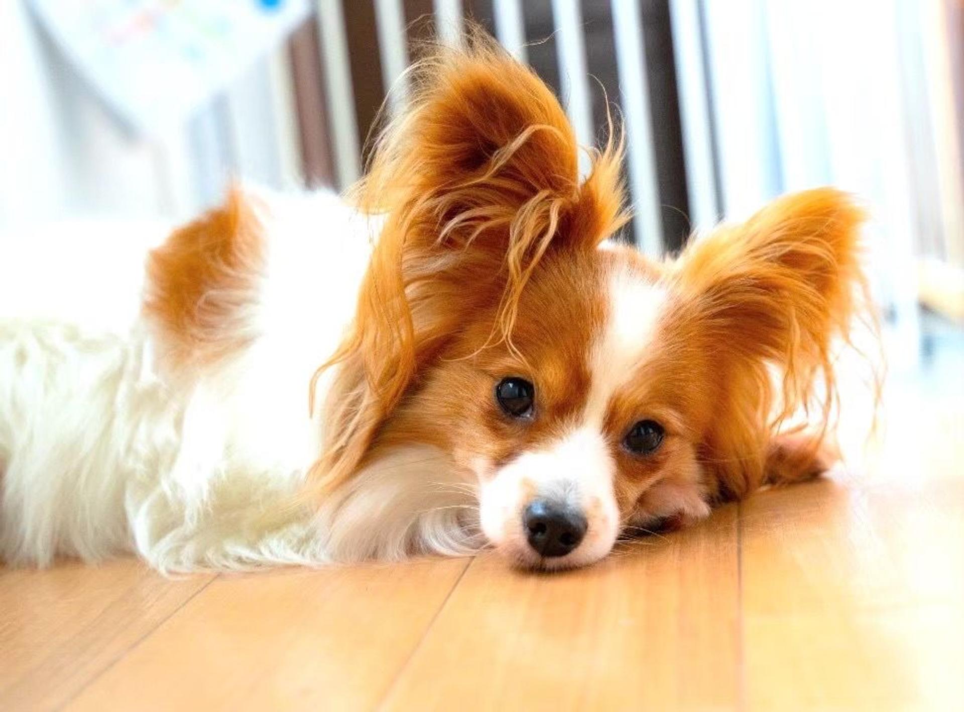 pet-image-6