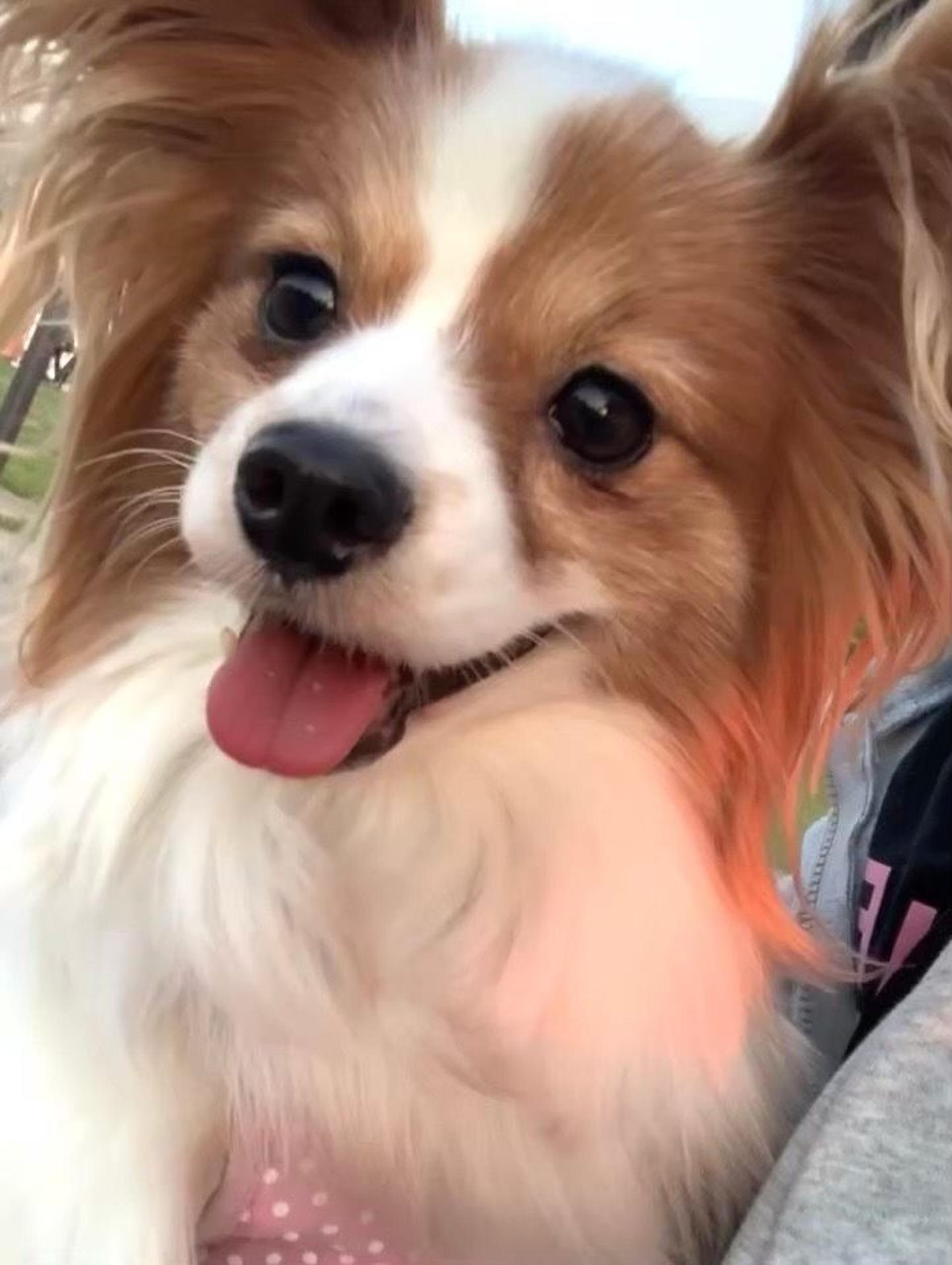 pet-image-7