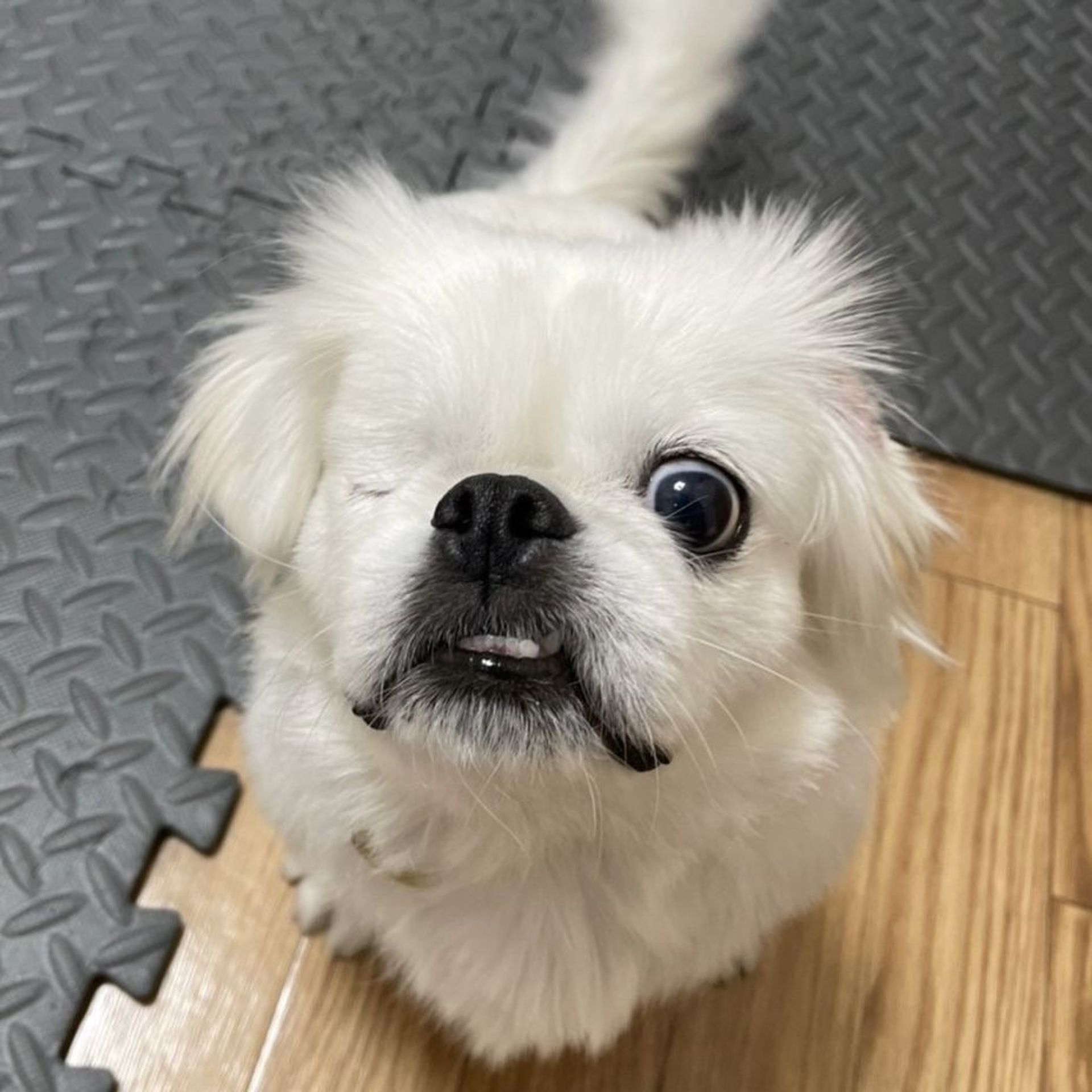 ペキニーズ・オスの里親募集の写真