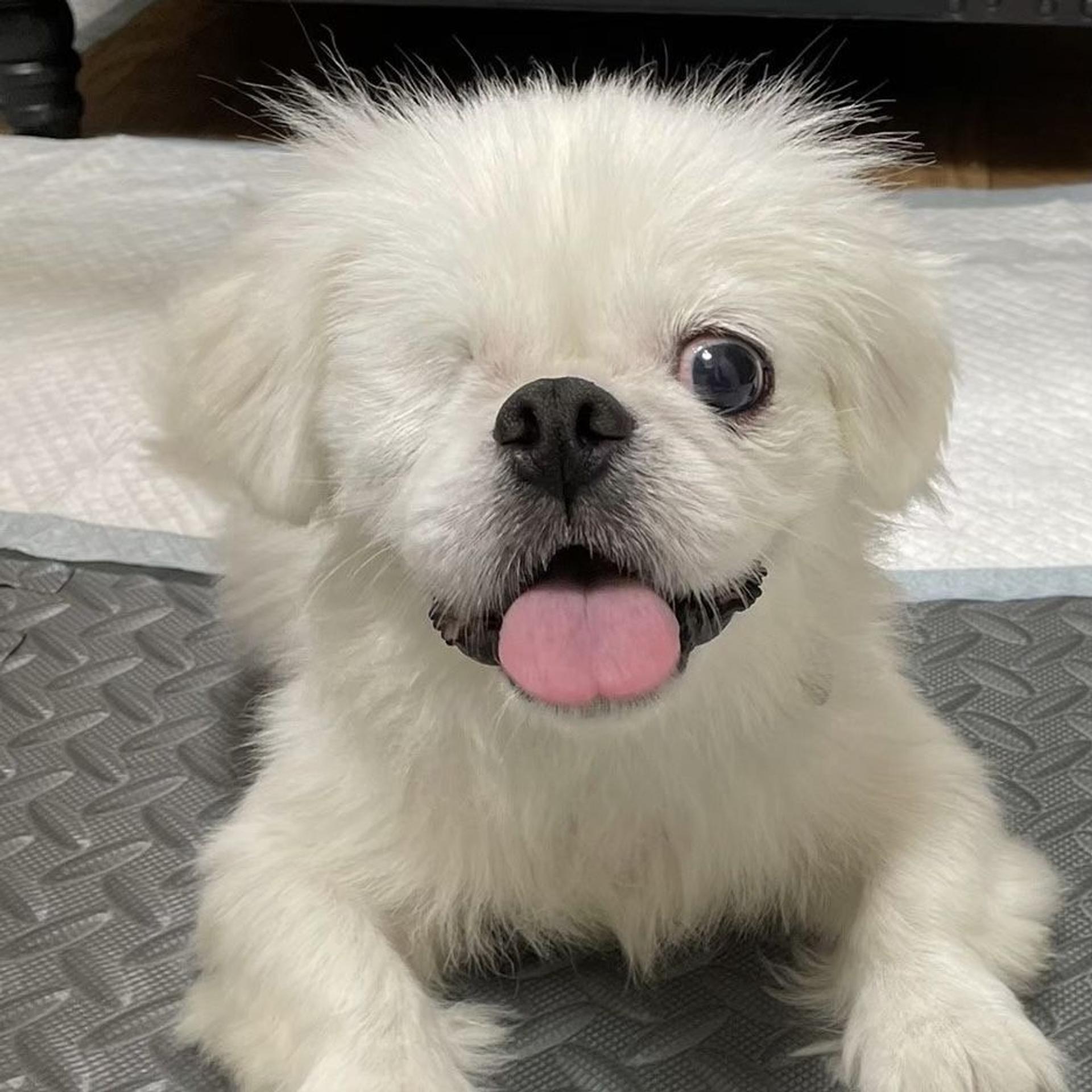 pet-image-5