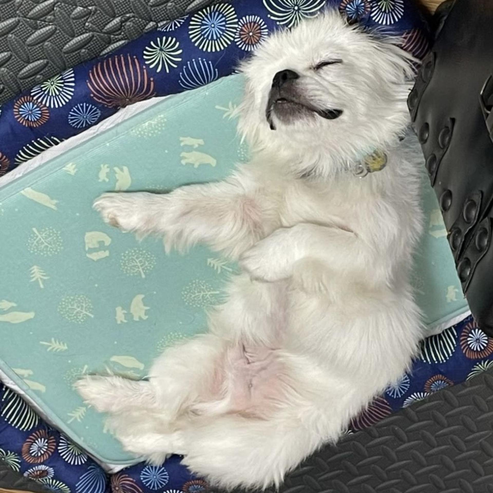 pet-image-6