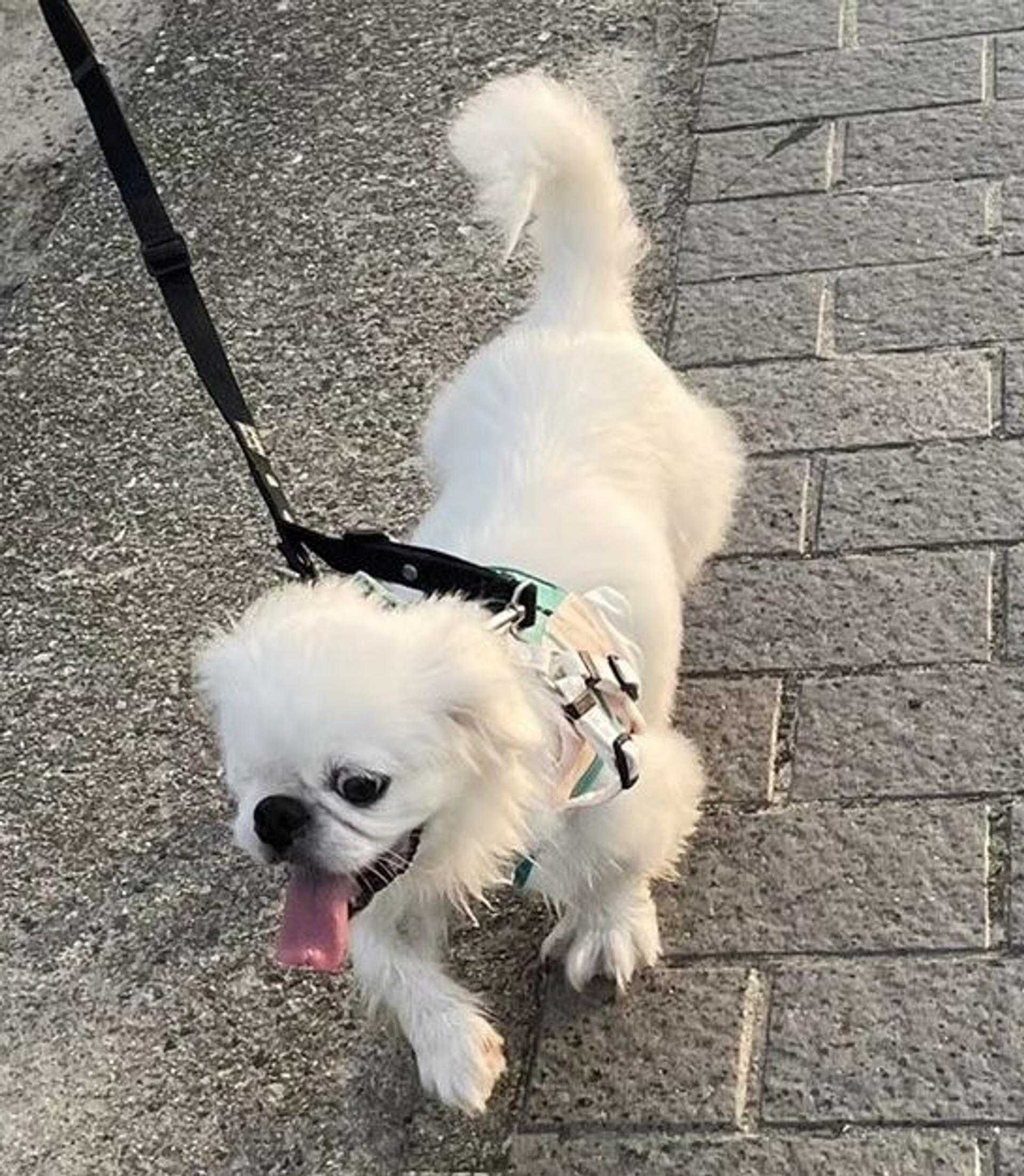 pet-image-8