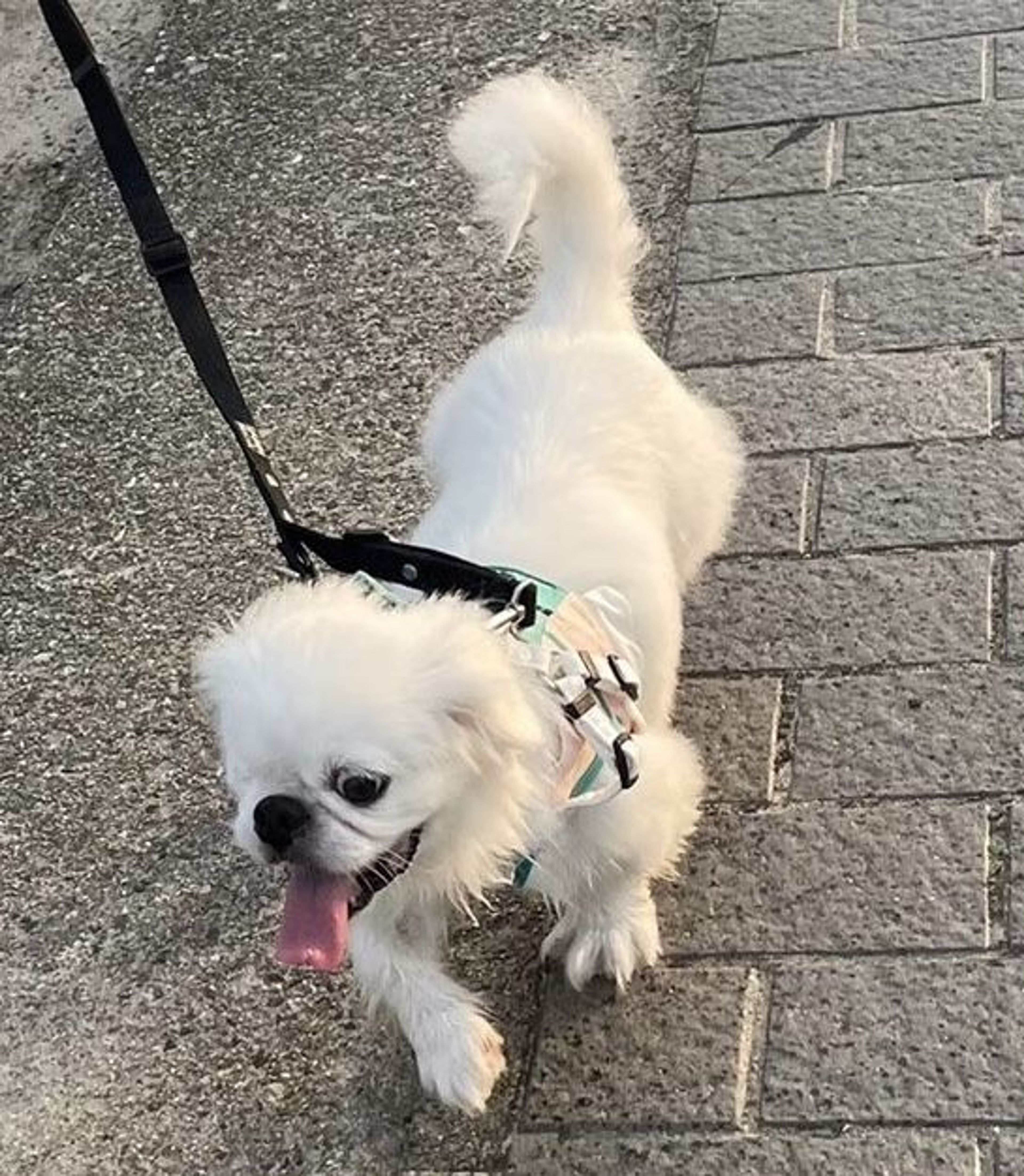 pet-image-8
