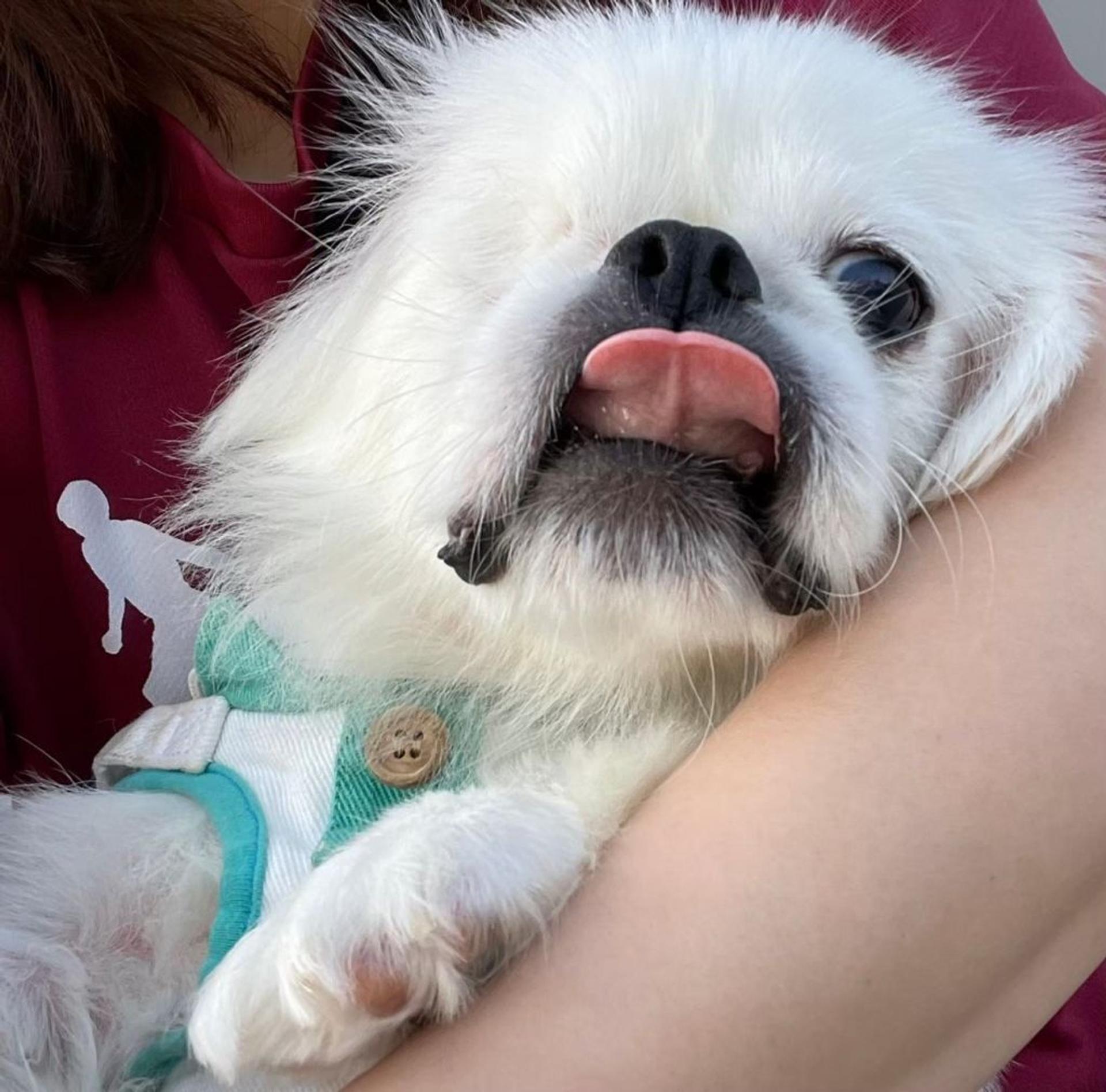 pet-image-9