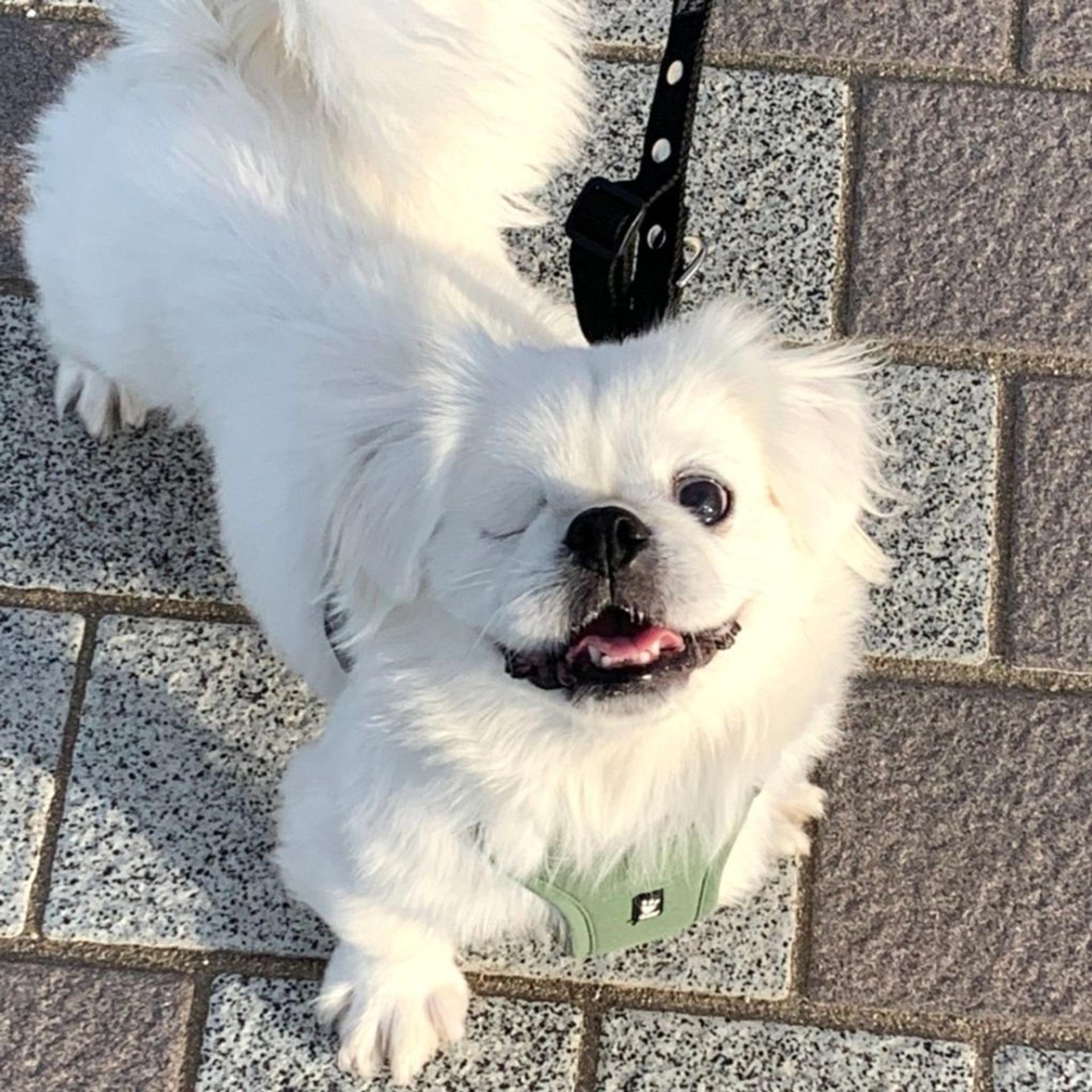 pet-image-4
