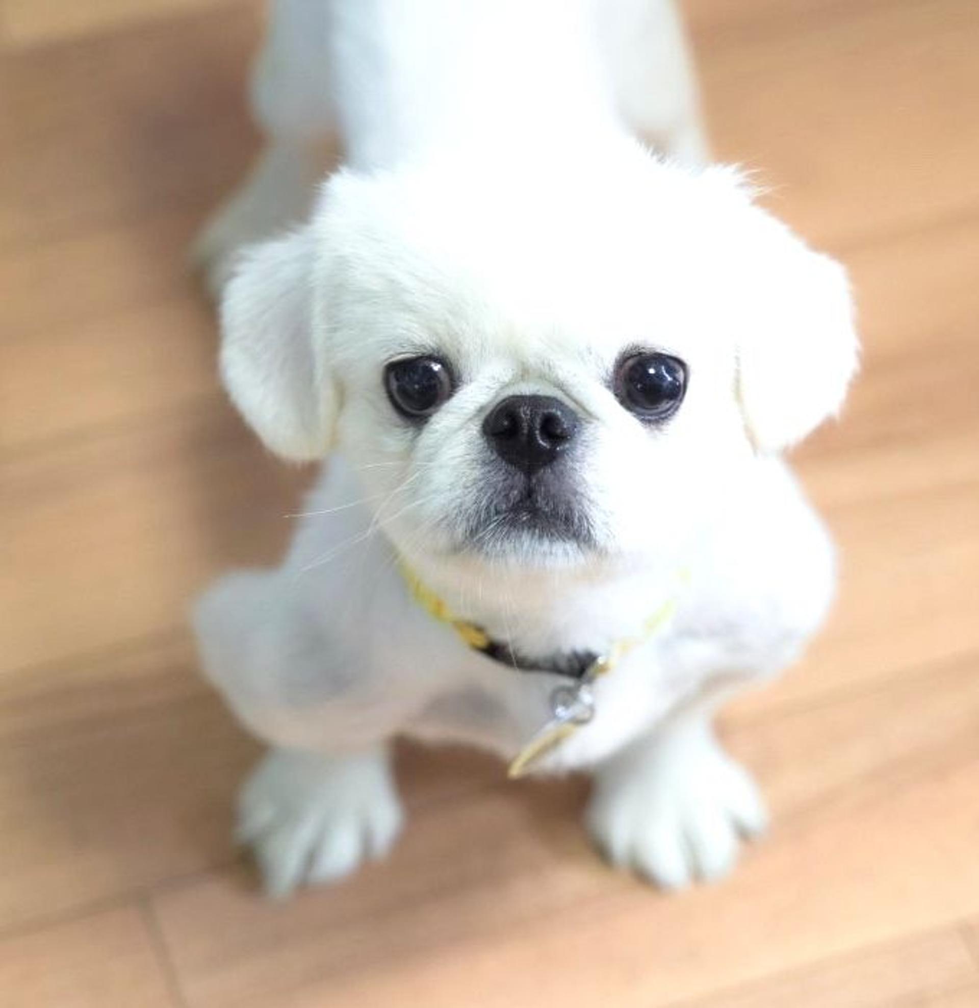 pet-image-4