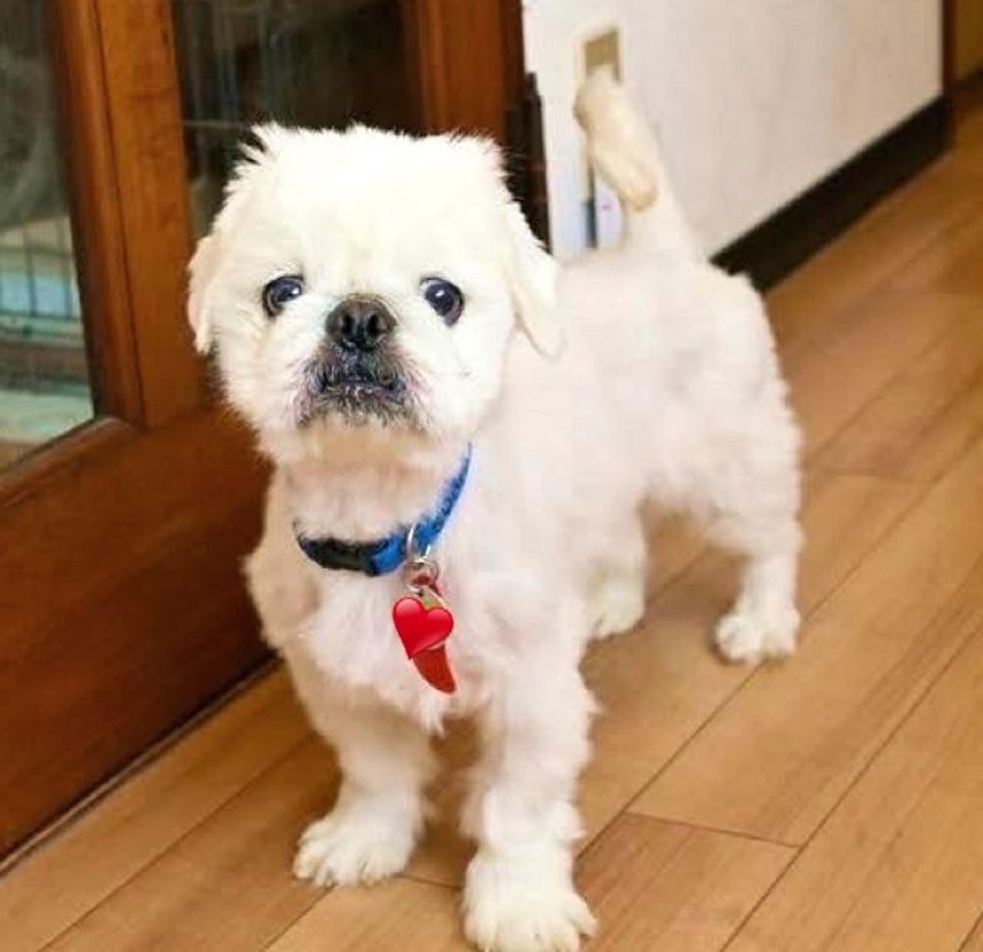 pet-image-4