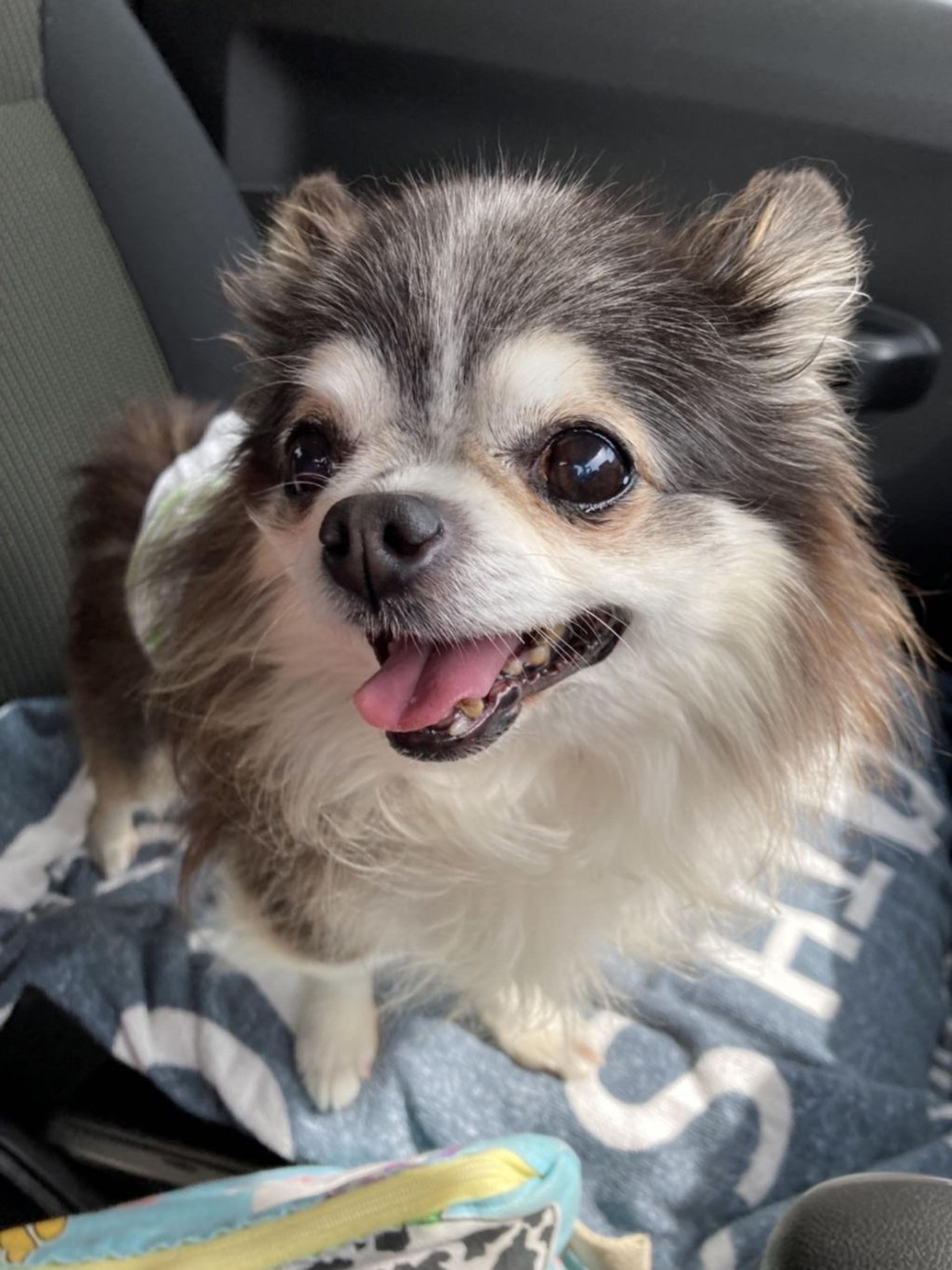 pet-image-4
