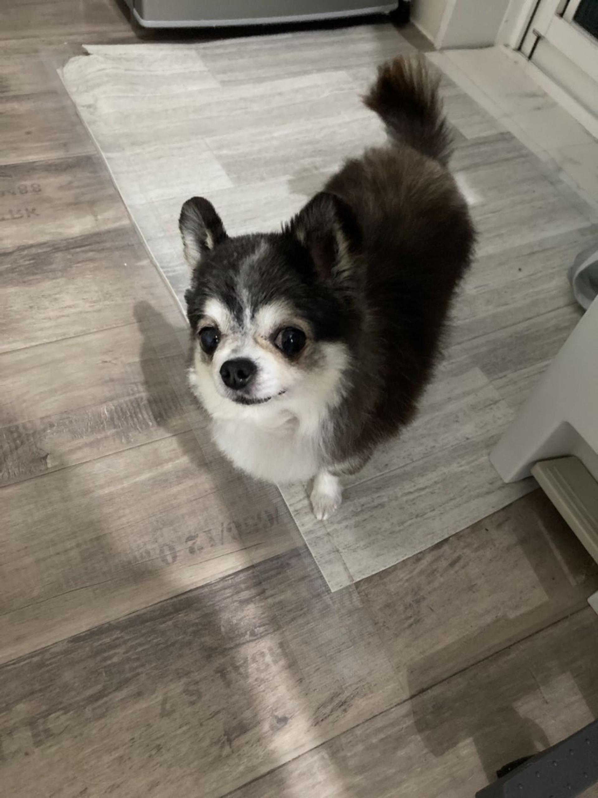 pet-image-5