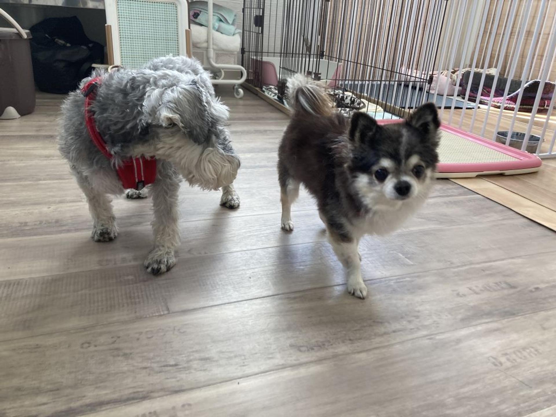 pet-image-7