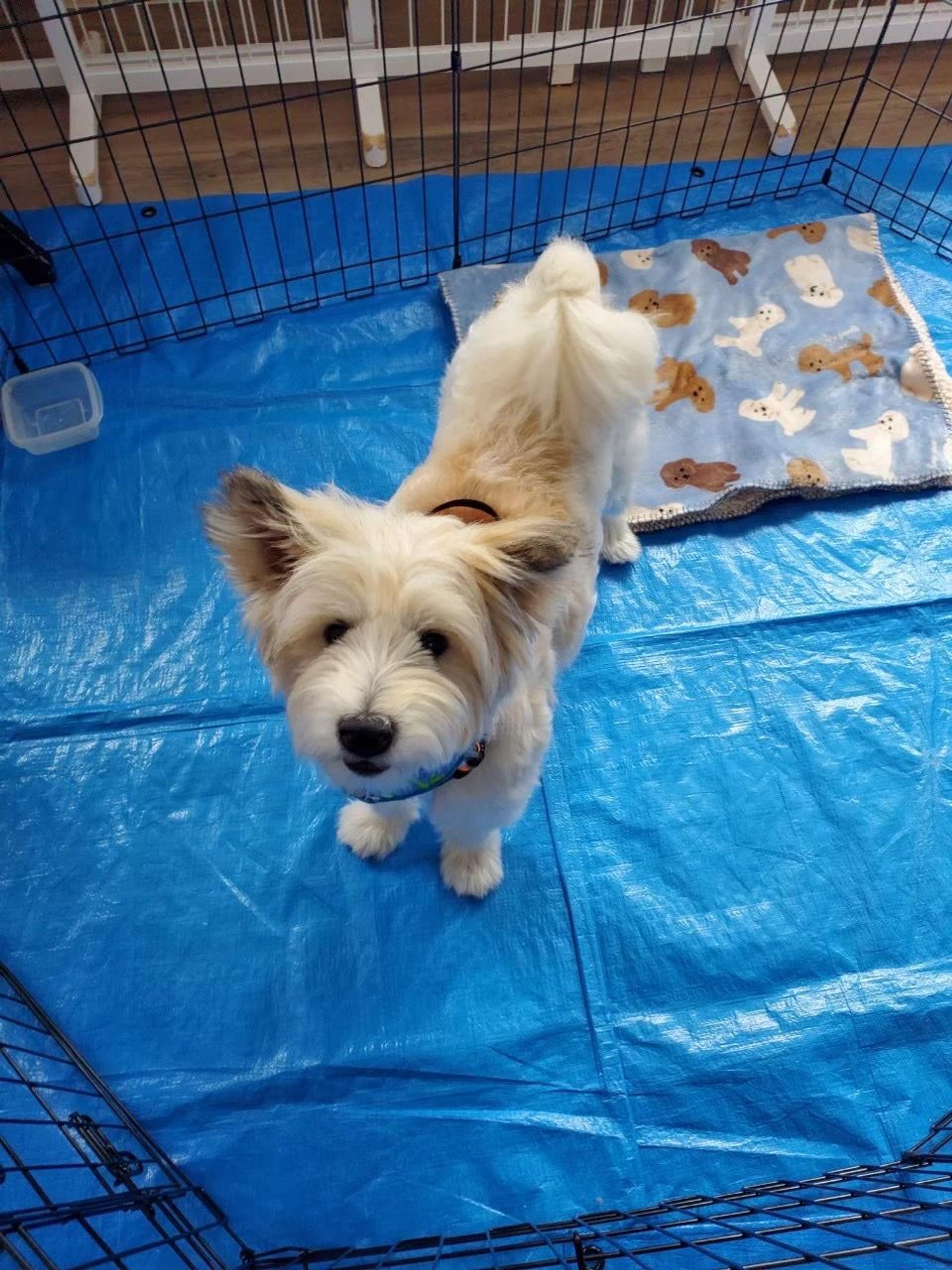 pet-image-9