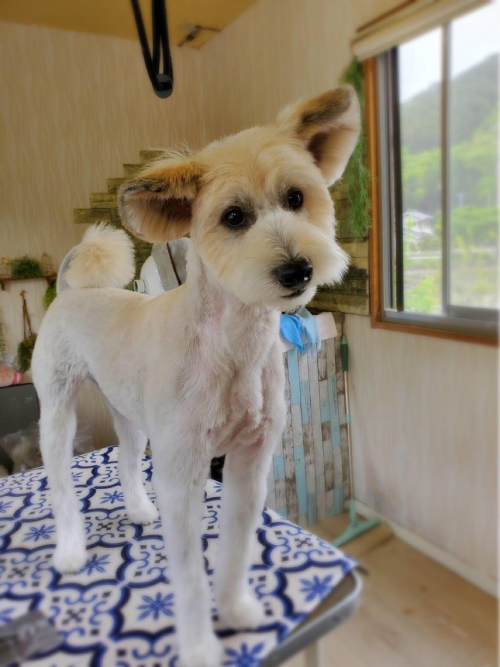 pet-image-2