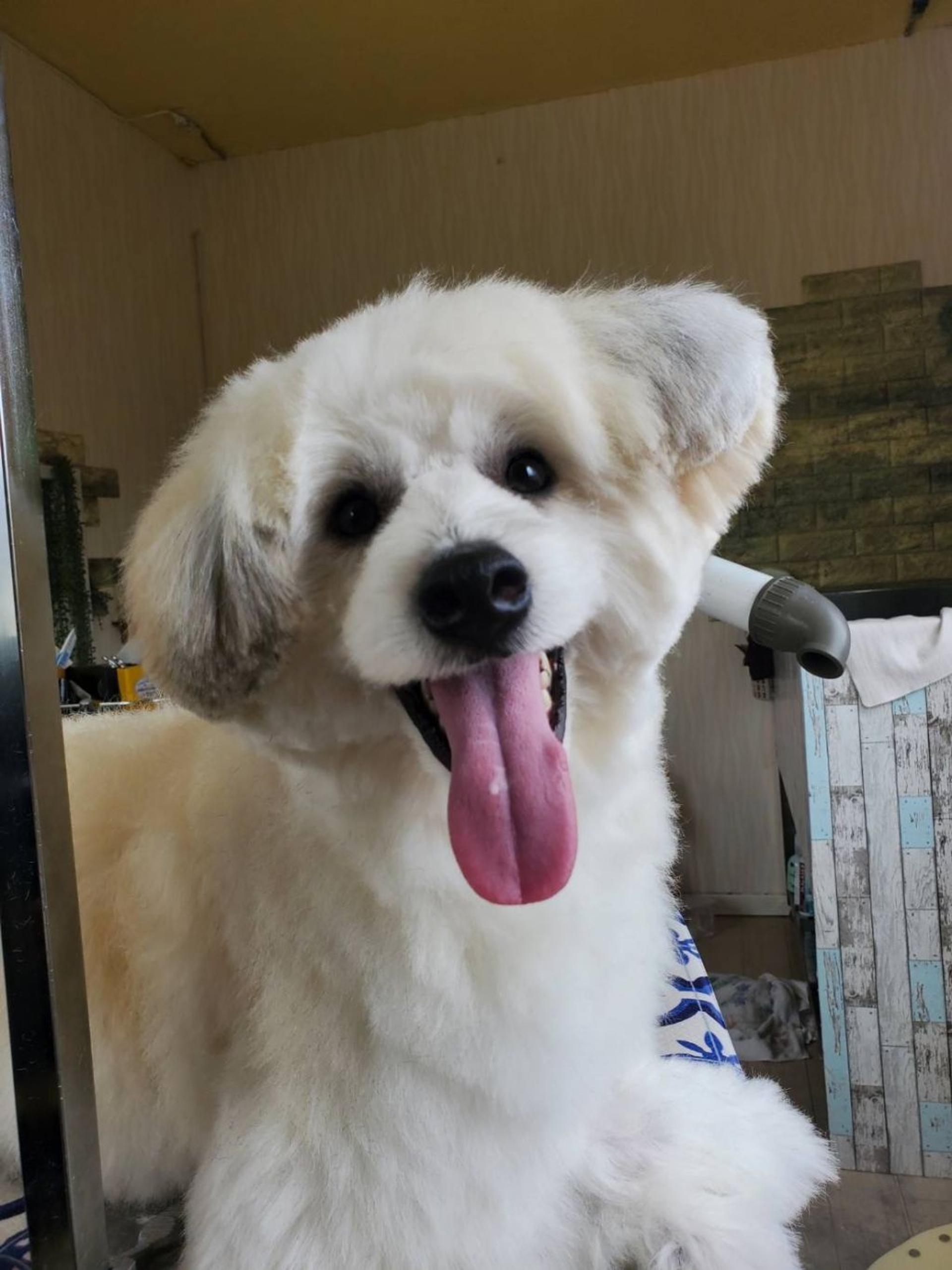 pet-image-8