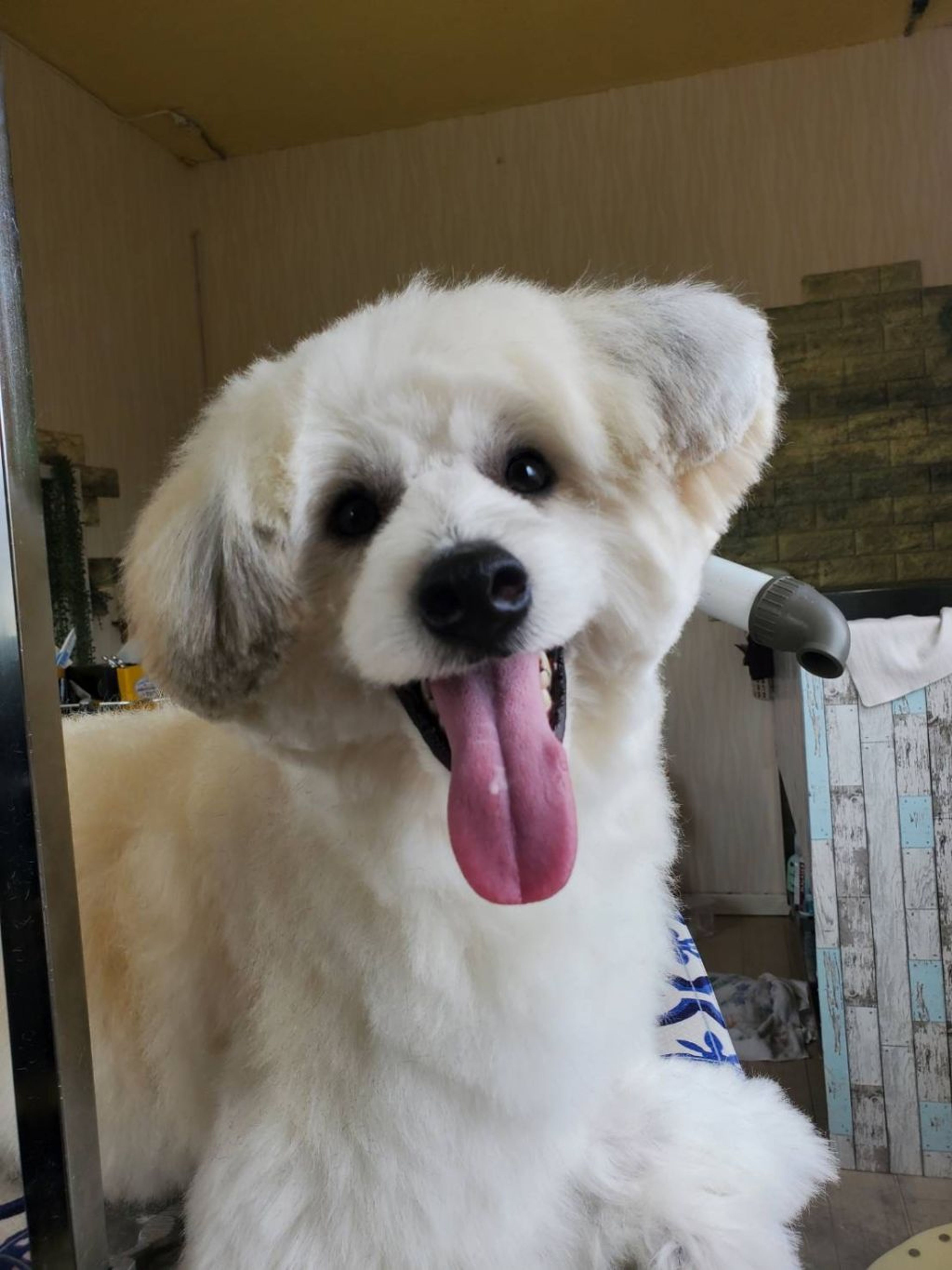 pet-image-8