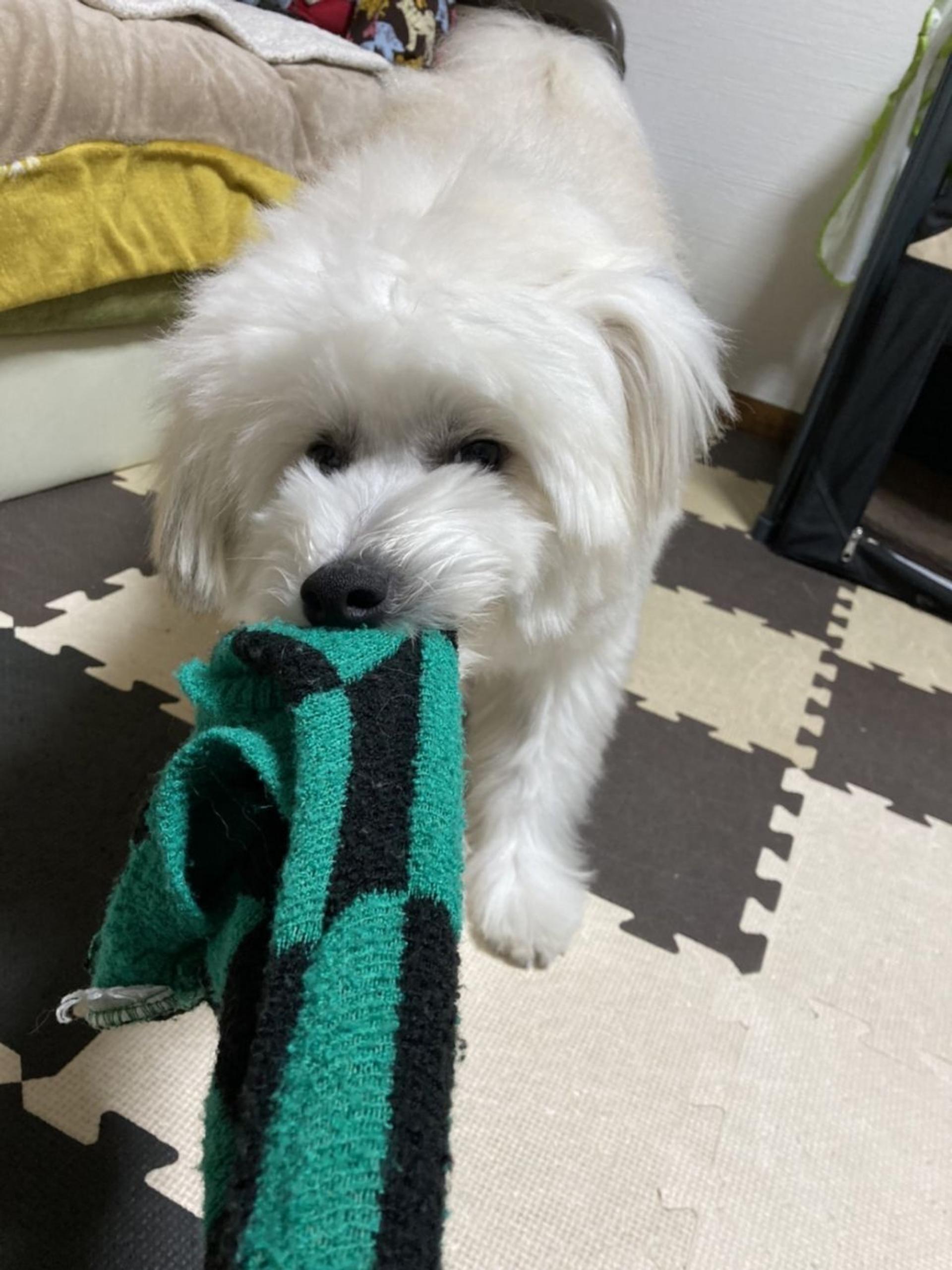 pet-image-5