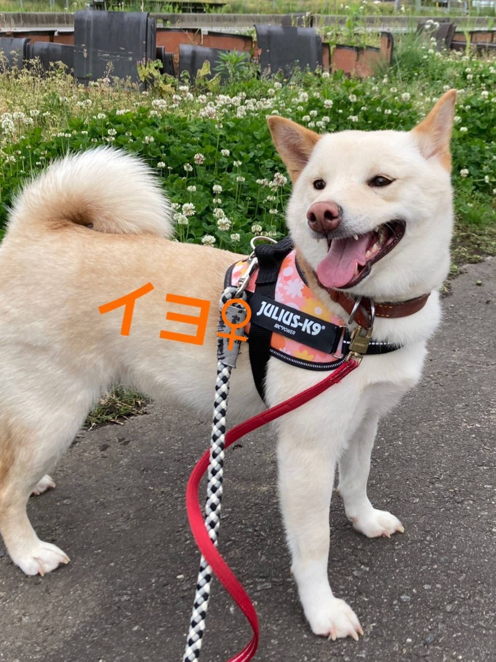 柴犬・メスの里親募集の写真
