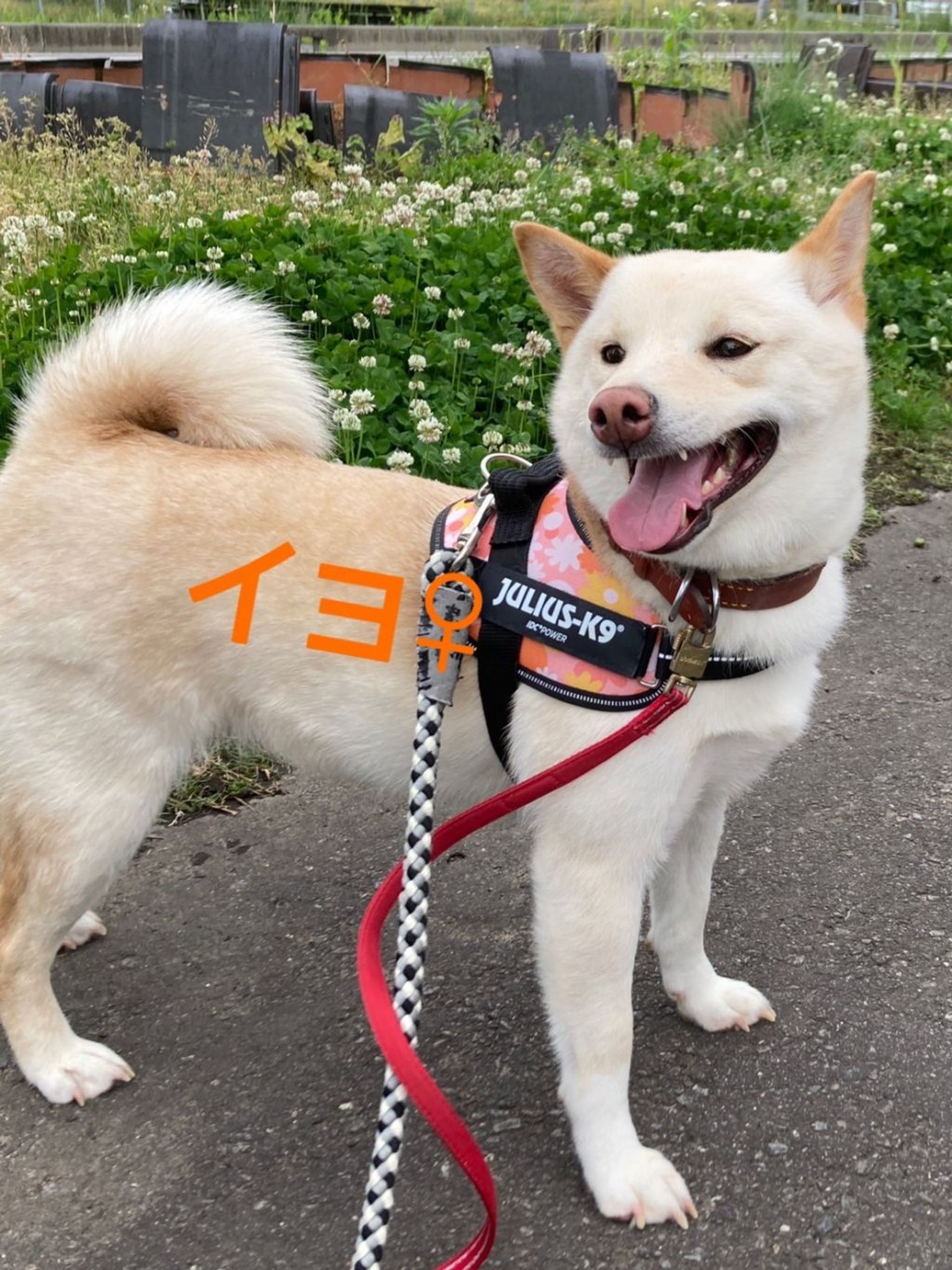 柴犬・メスの里親募集の写真