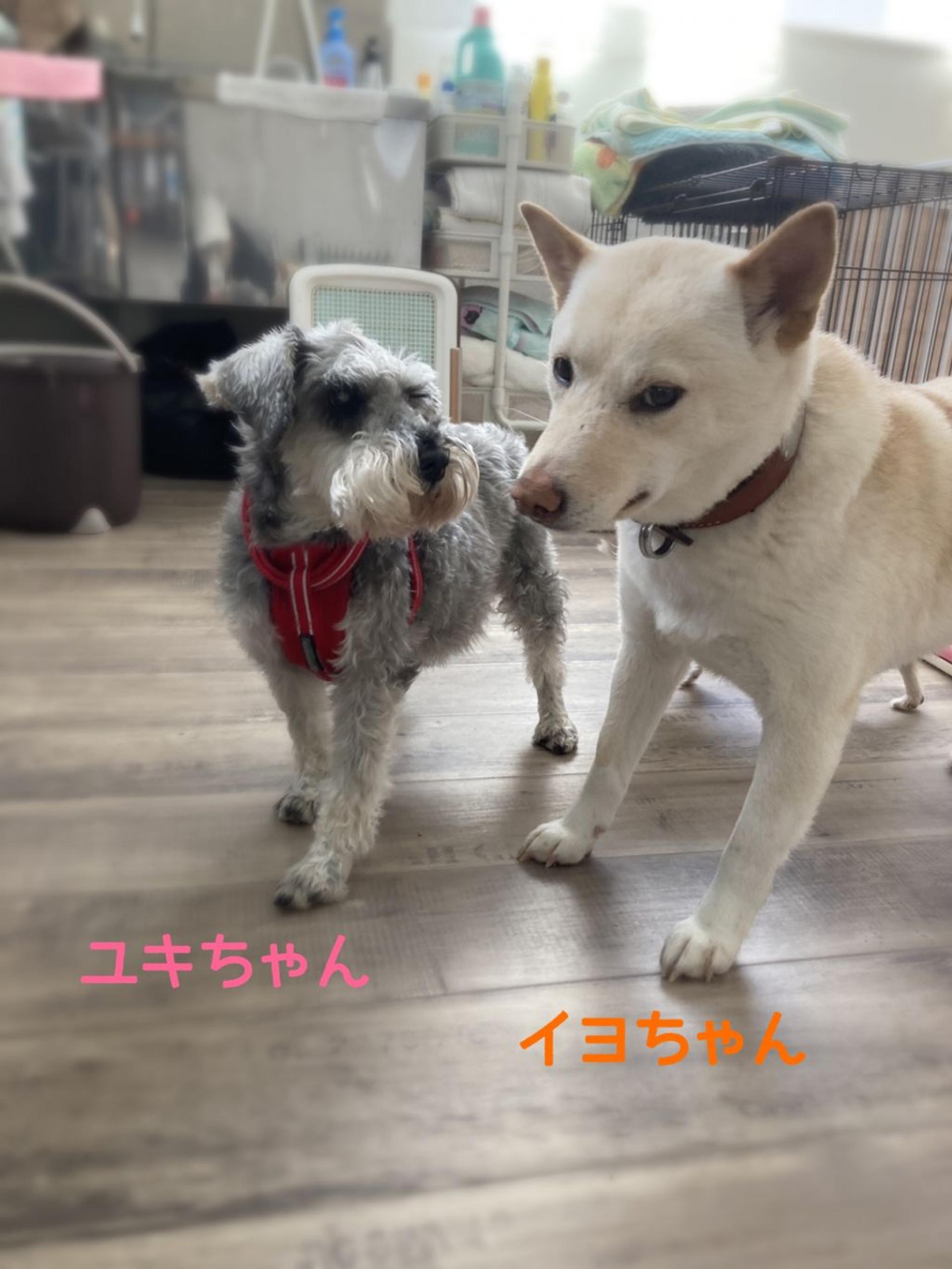 pet-image-3