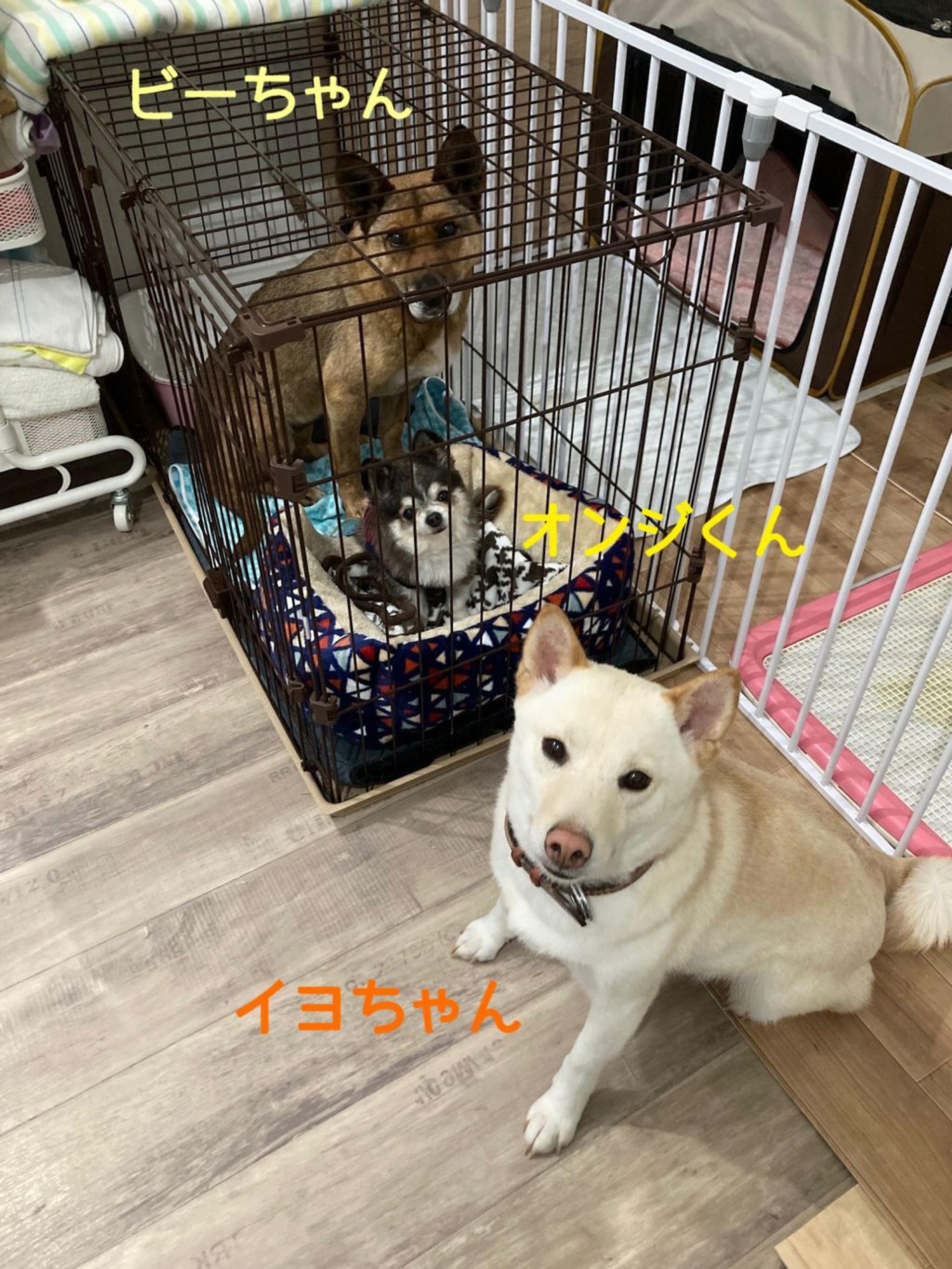 pet-image-4