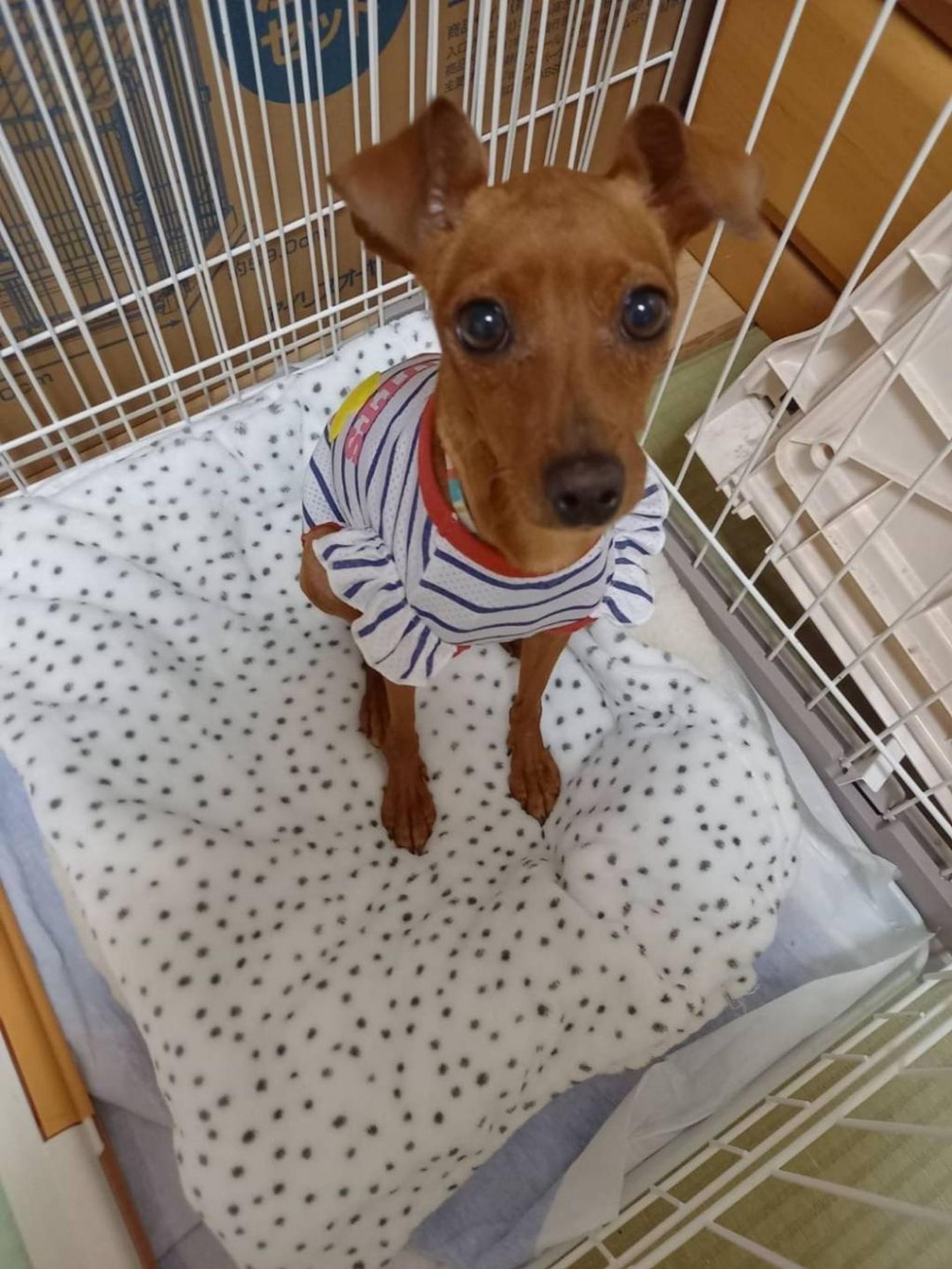 pet-image-3