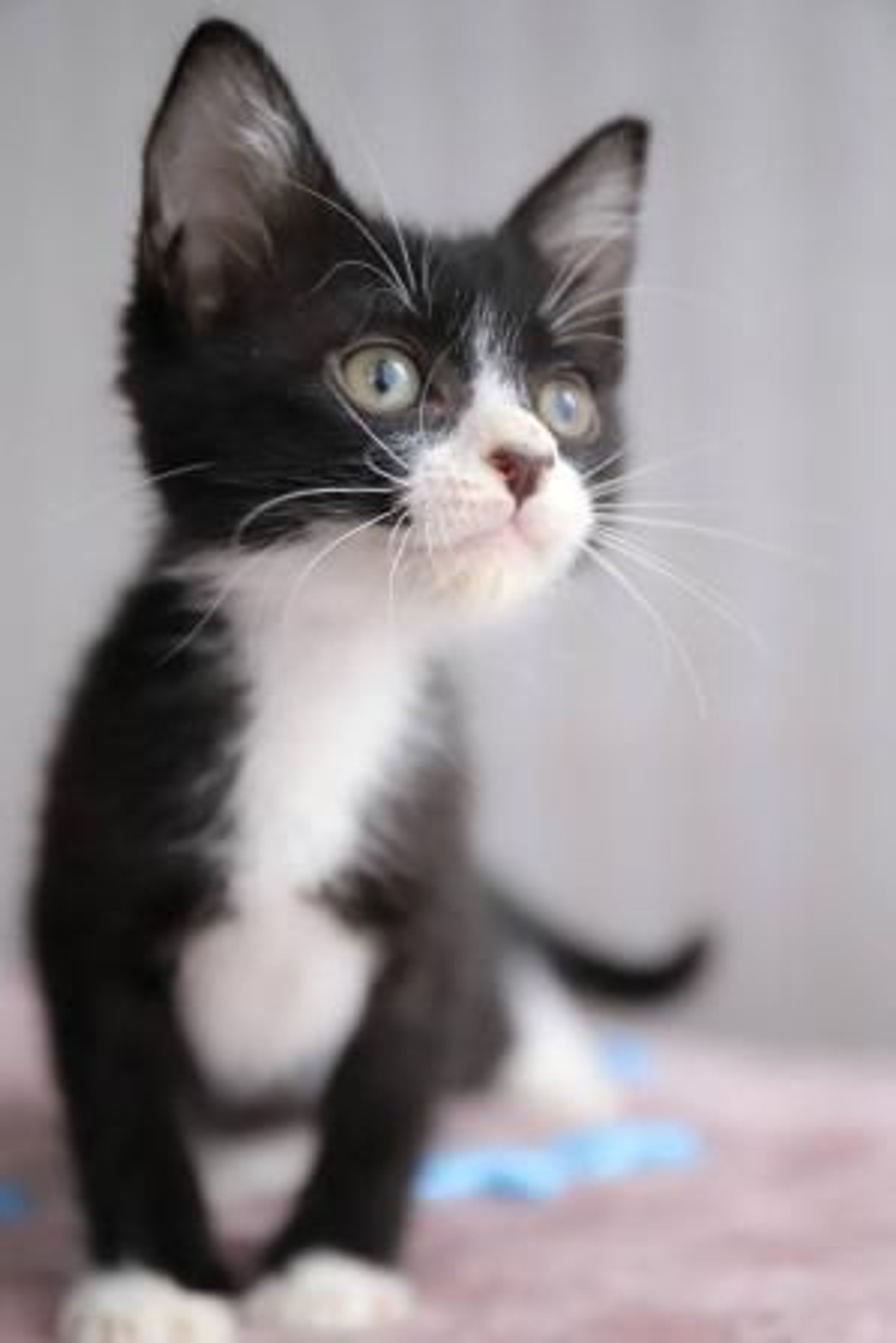 pet-image-4